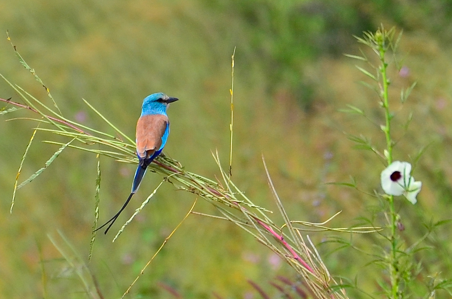 Abyssinian Roller