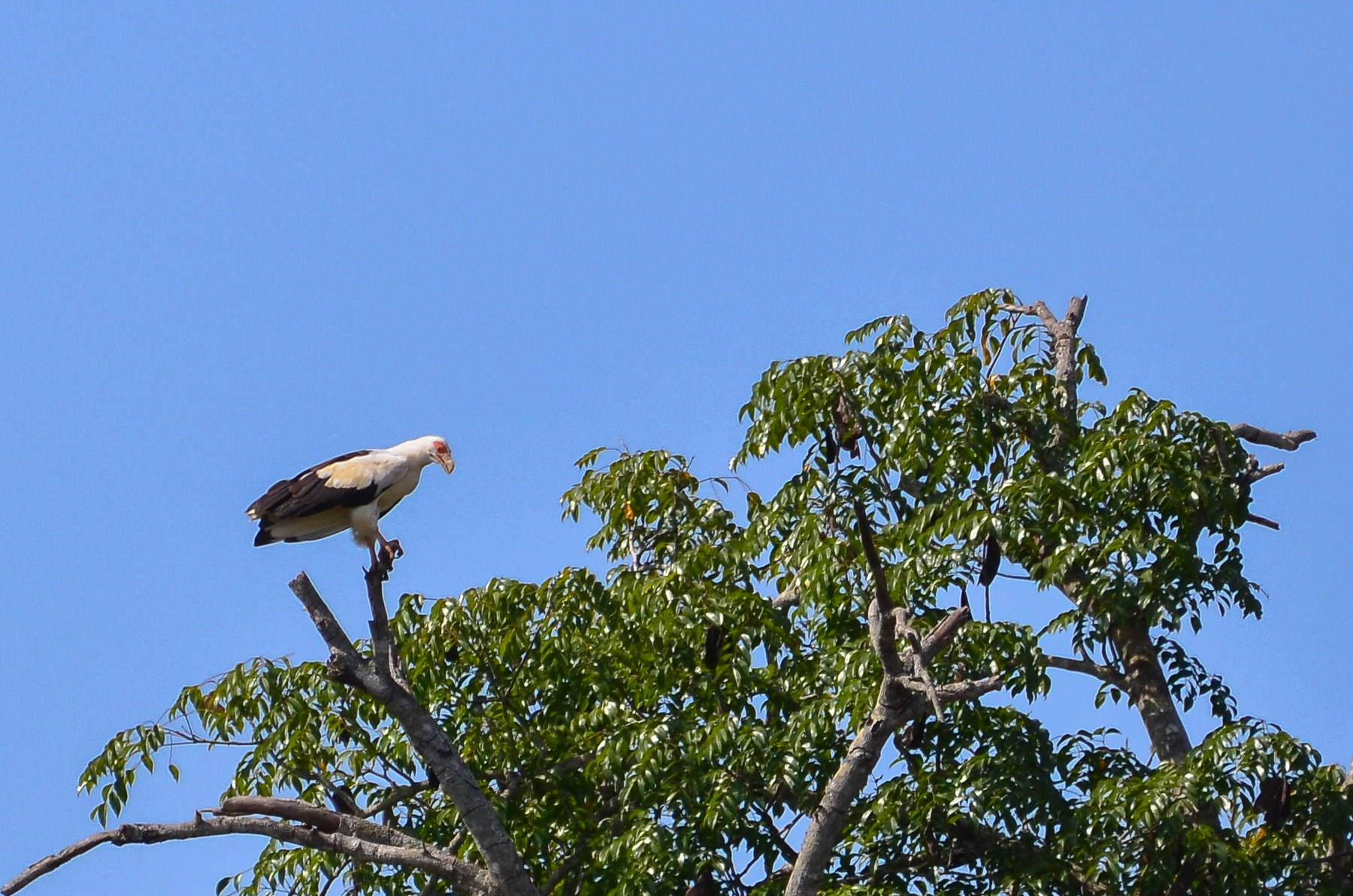 Vulture, Palm-nut (Gypohierax angolensis)