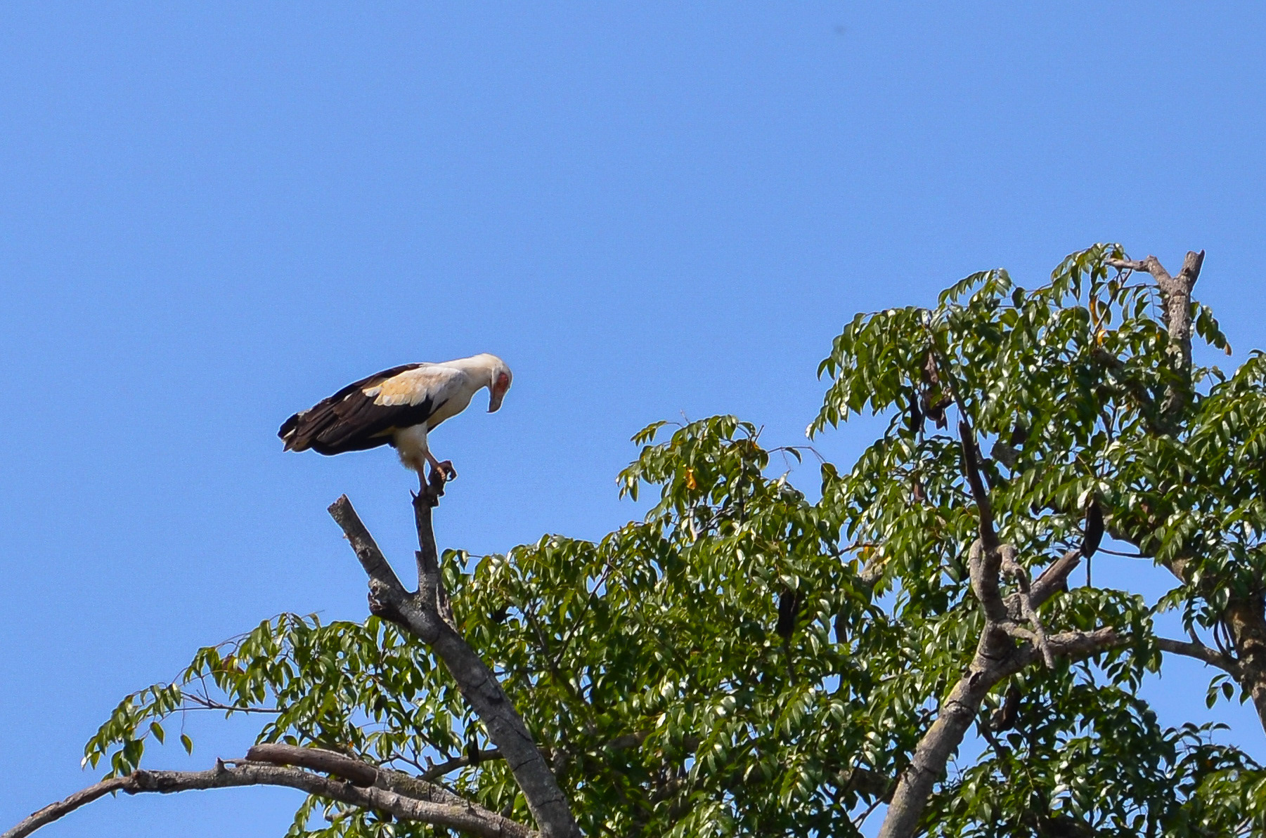 Vulture, Palm-nut (Gypohierax angolensis)