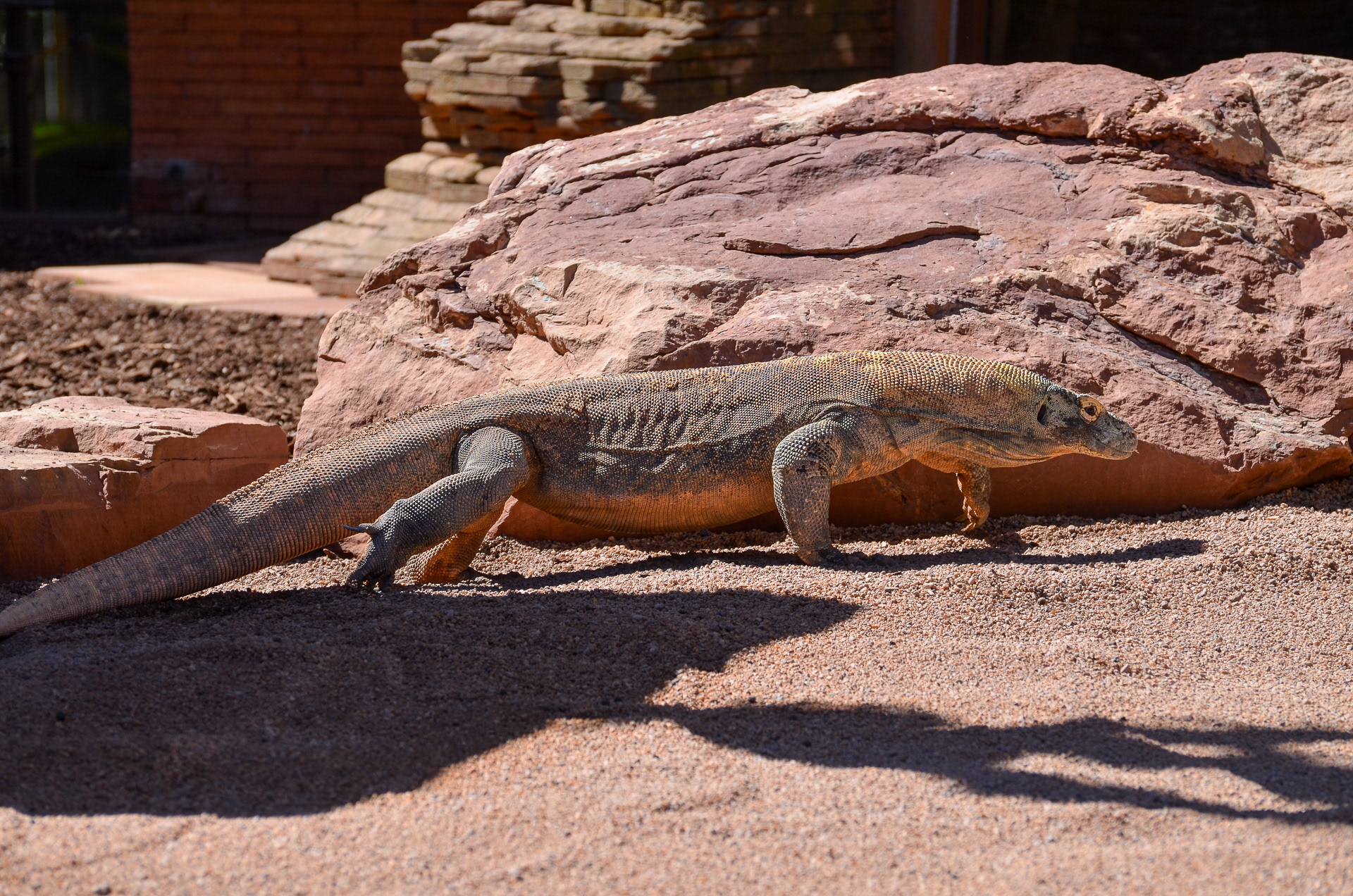 Dragon, Komodo