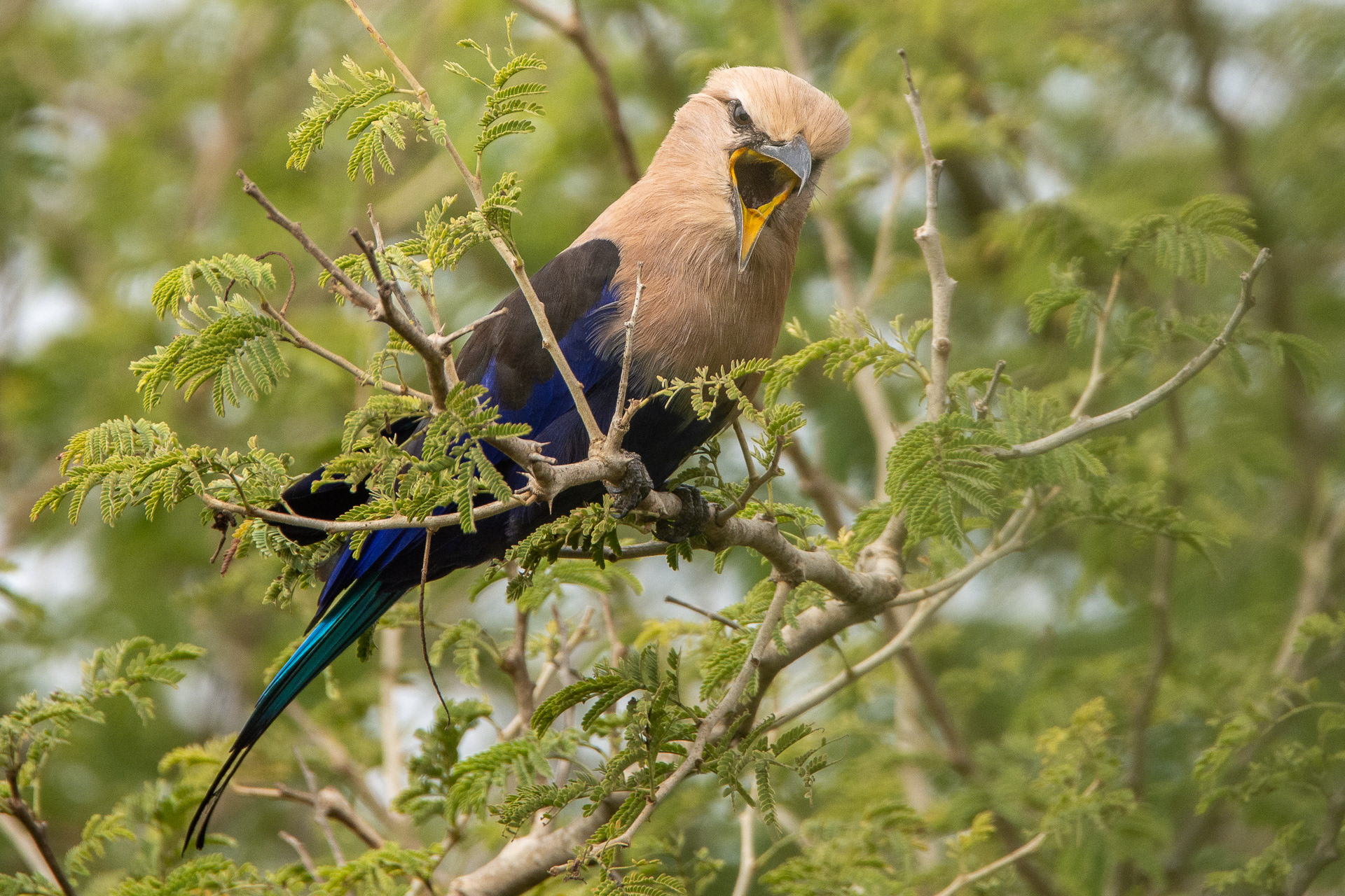 Blue-bellied Roller