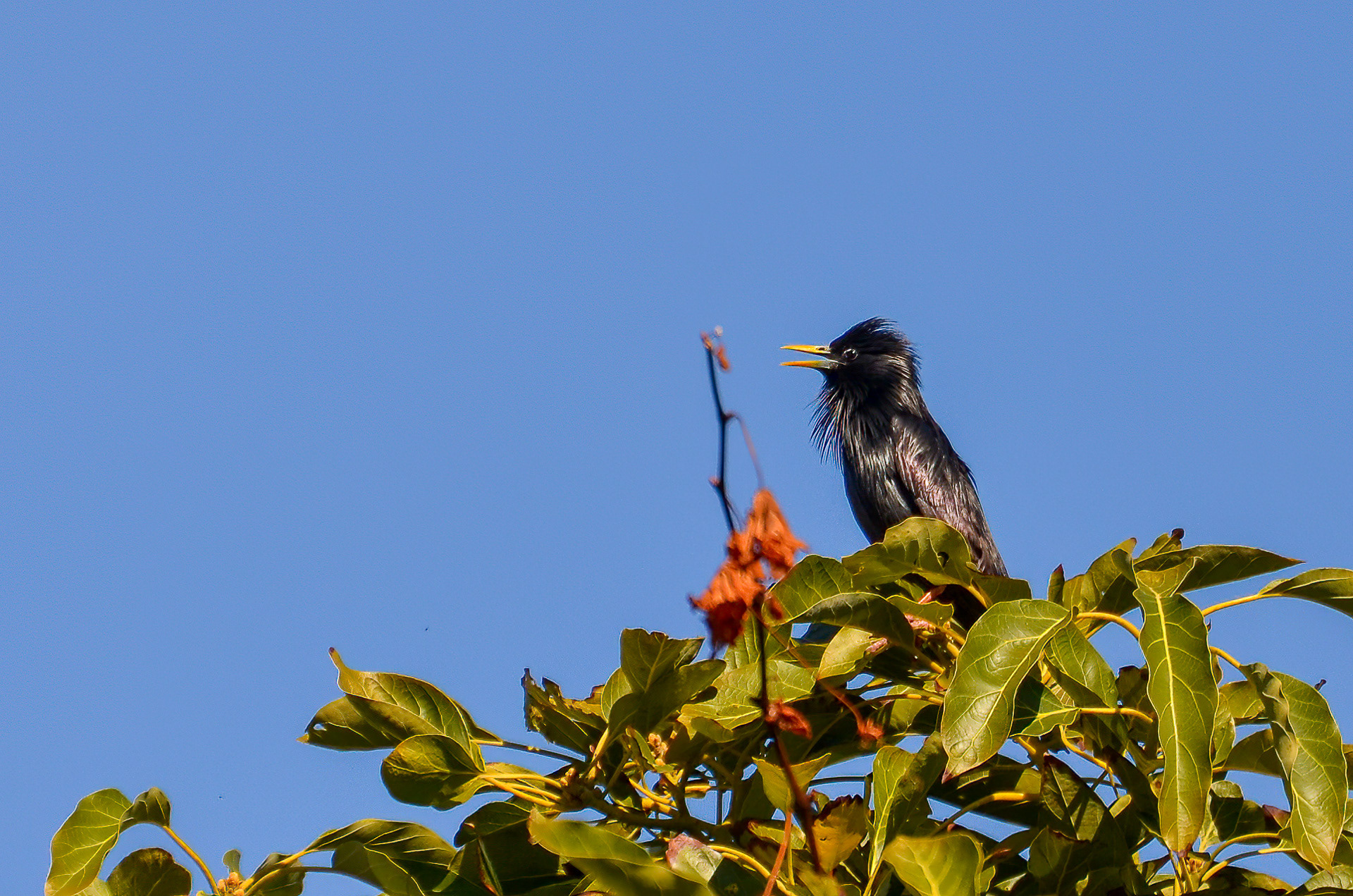 Spotless Starling