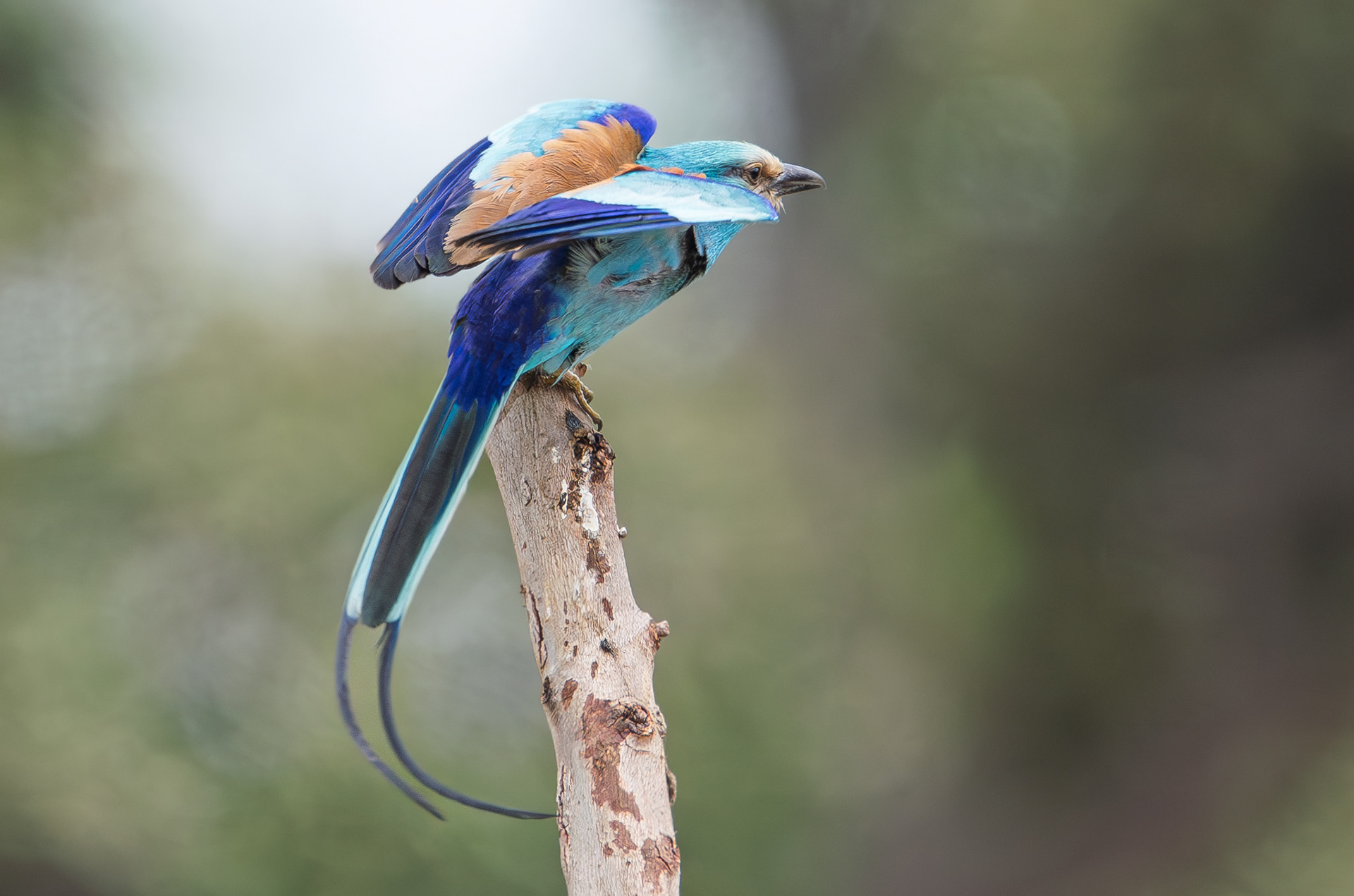 Abyssinian Roller