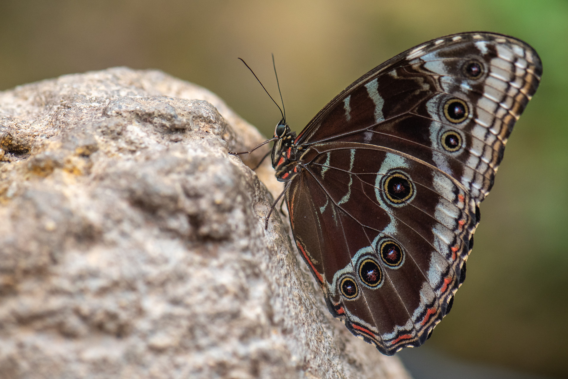 Peleides Blue Morpho