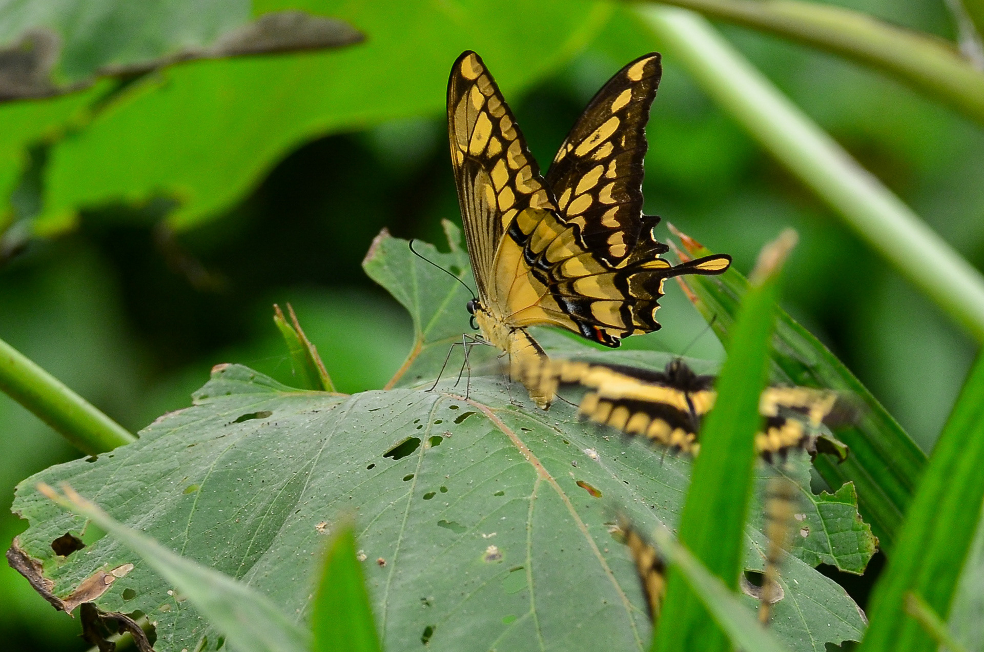 King Swallowtail