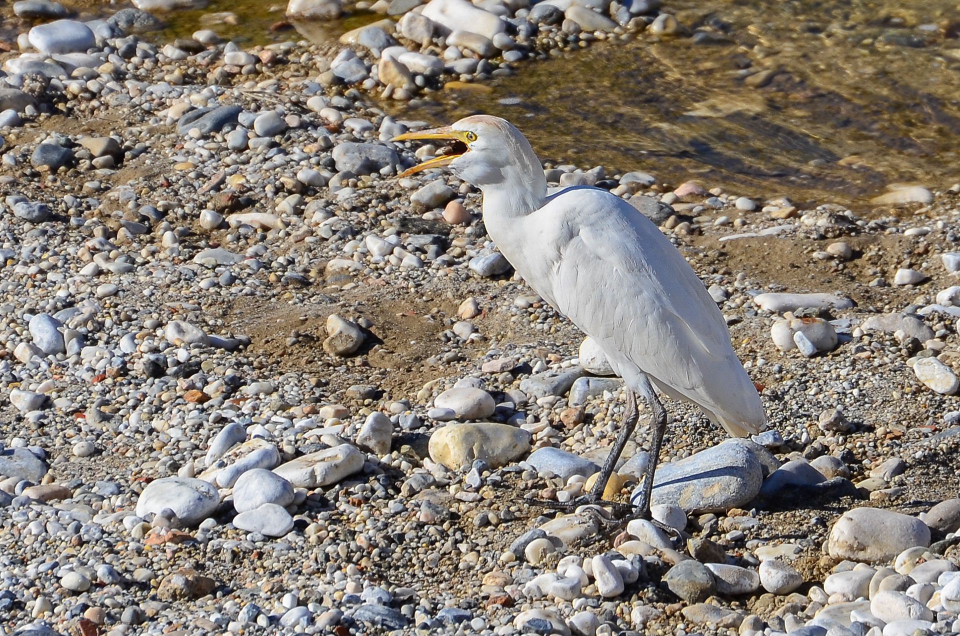 Cattle Egret