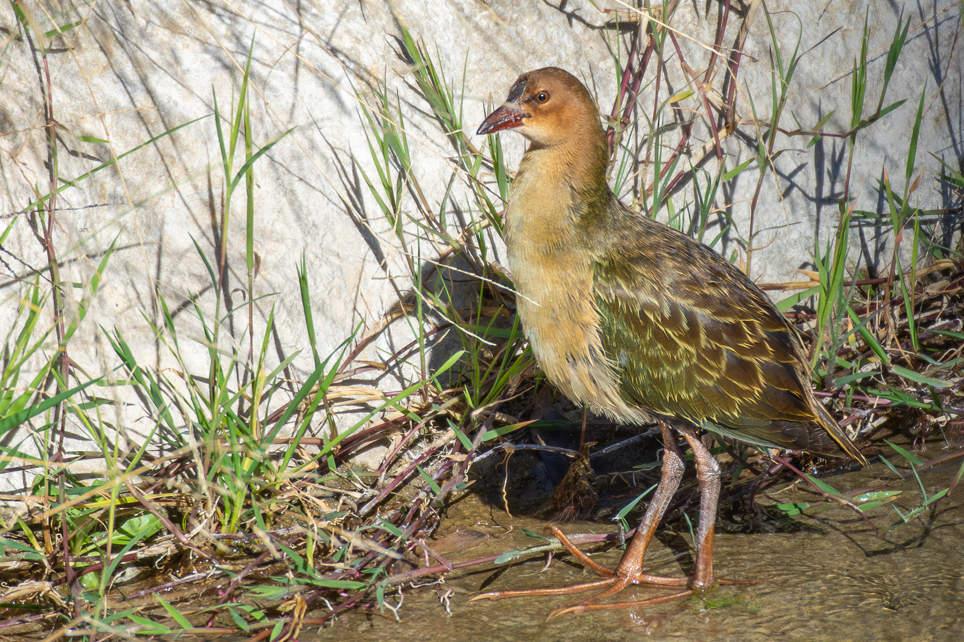 Allen's Gallinule