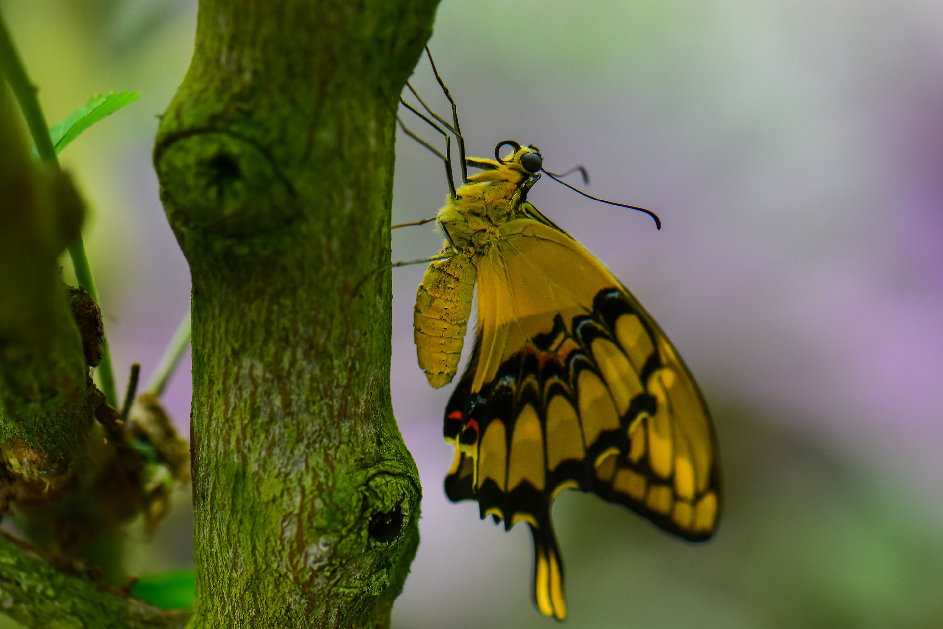 Swallowtail