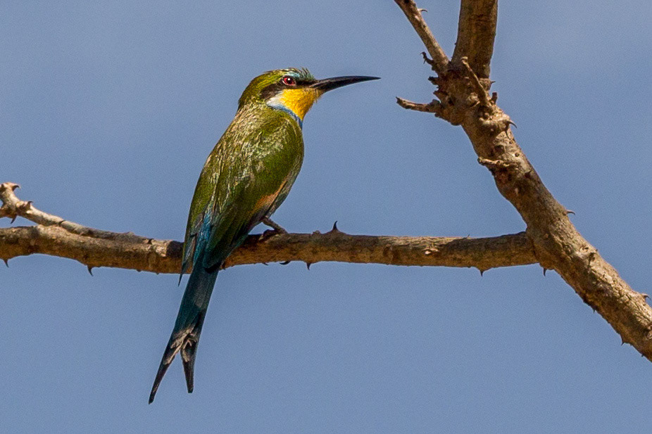 Swallow-tailed Bee-eater