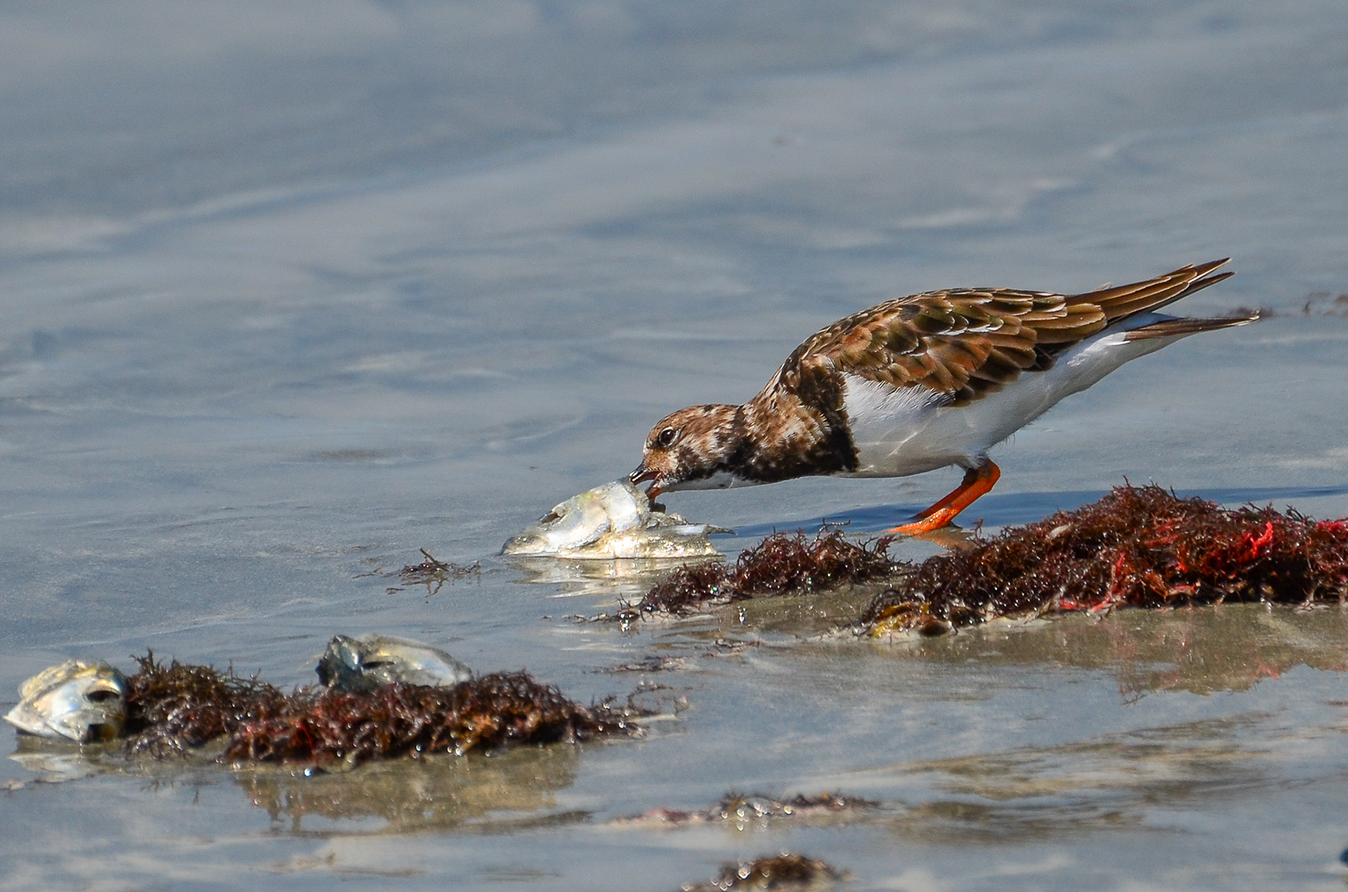 Ruddy Turnstone