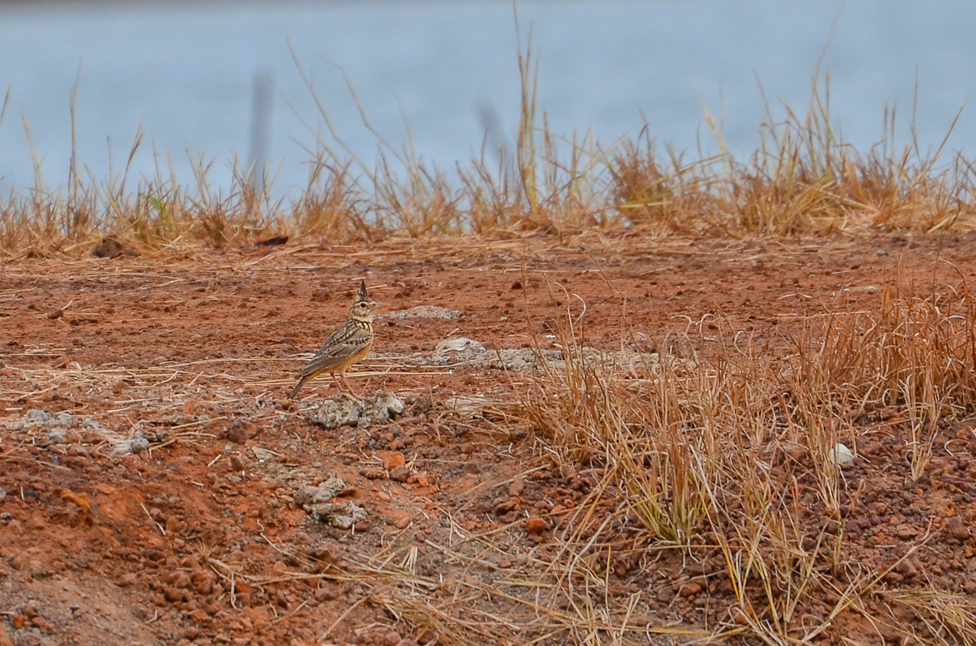 Lark, Crested (Galerida cristata)