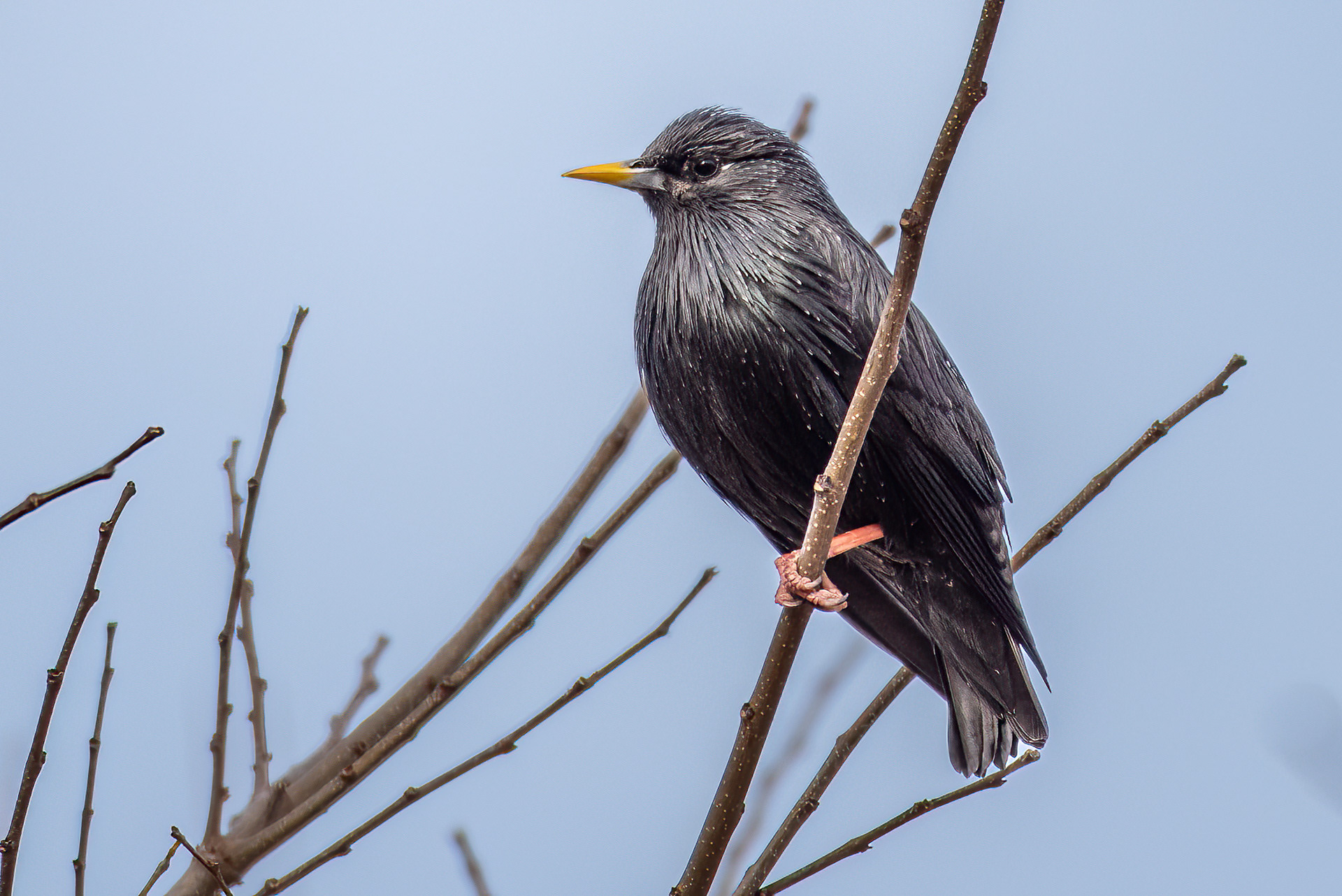 Spotless Starling