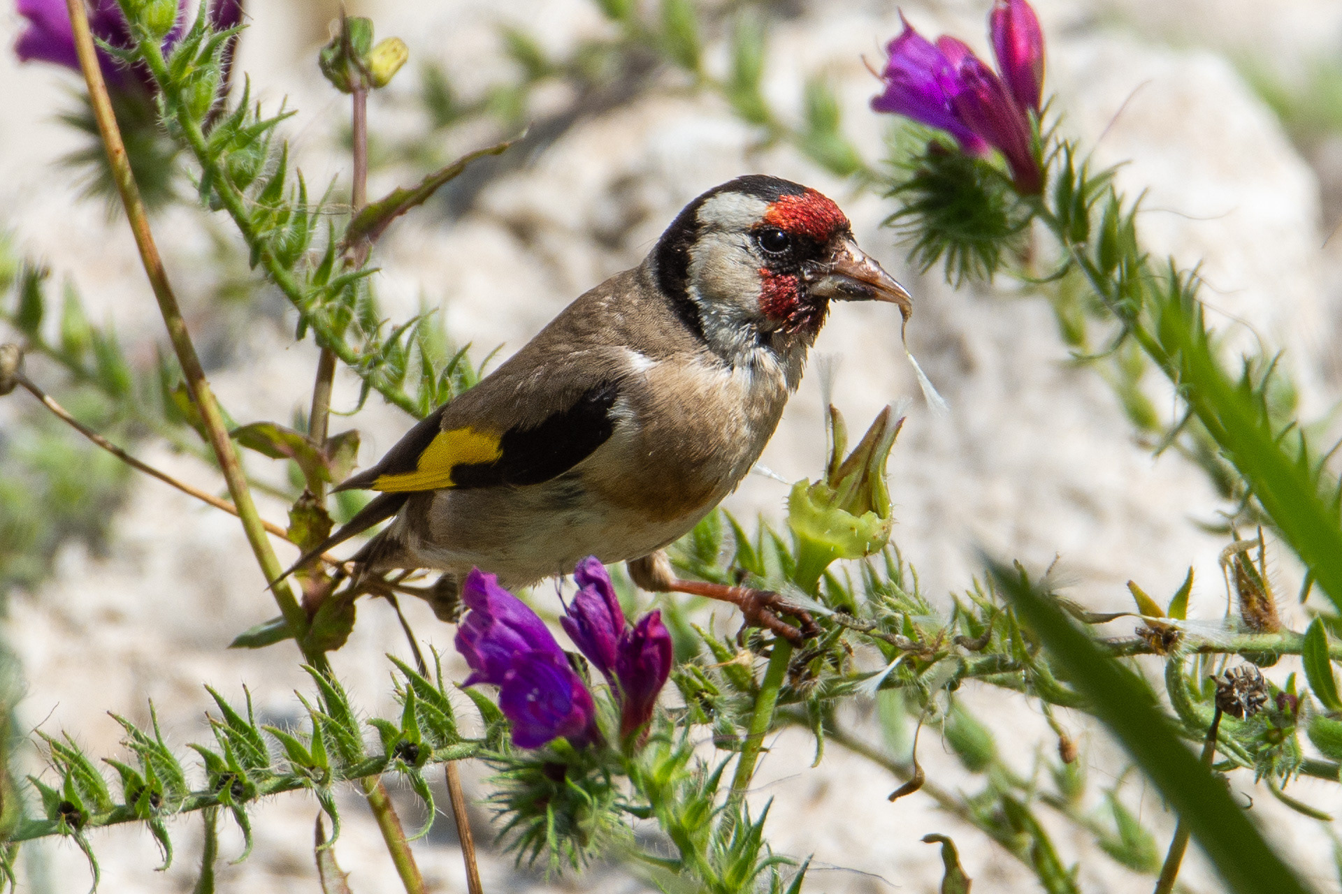 Goldfinch (Carduelis carduelis)