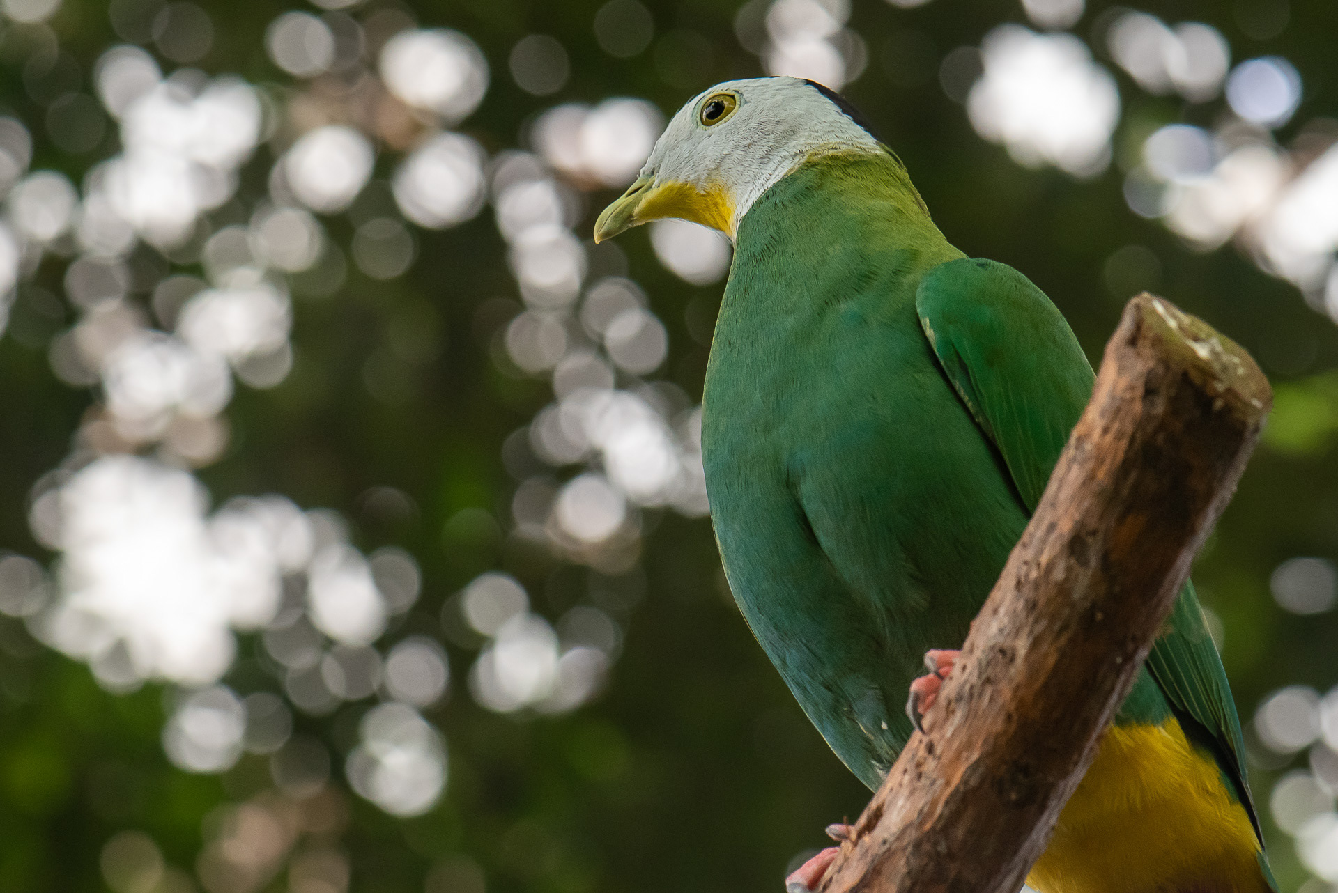 Dove, Black-naped (Ptilinopus melanospilus)