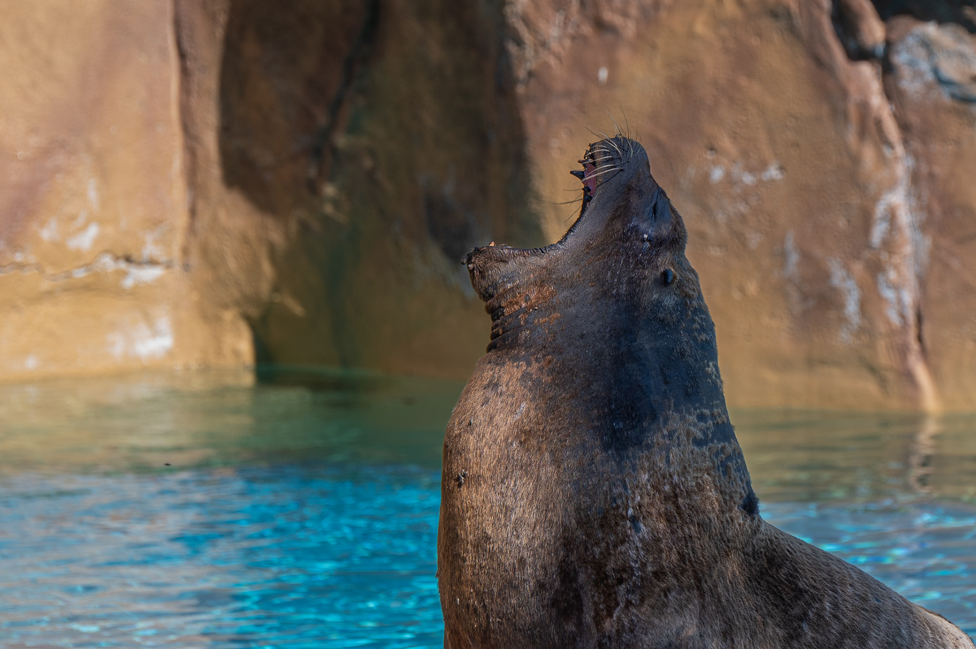 Sealion