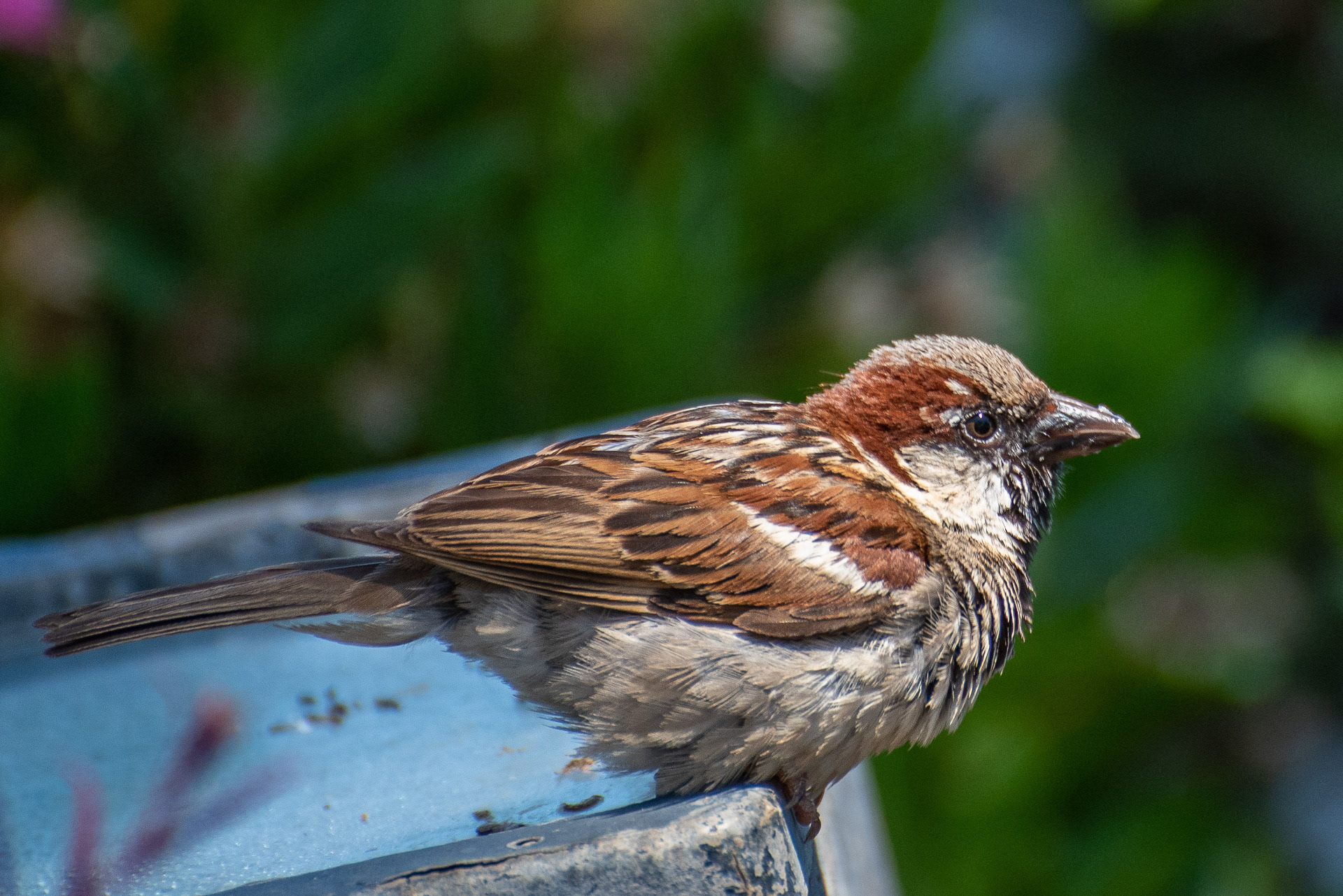Spanish Sparrow (male)