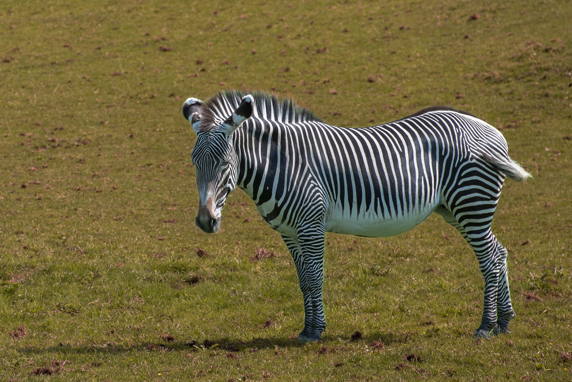 Grévy's zebra (Equus grevyi)