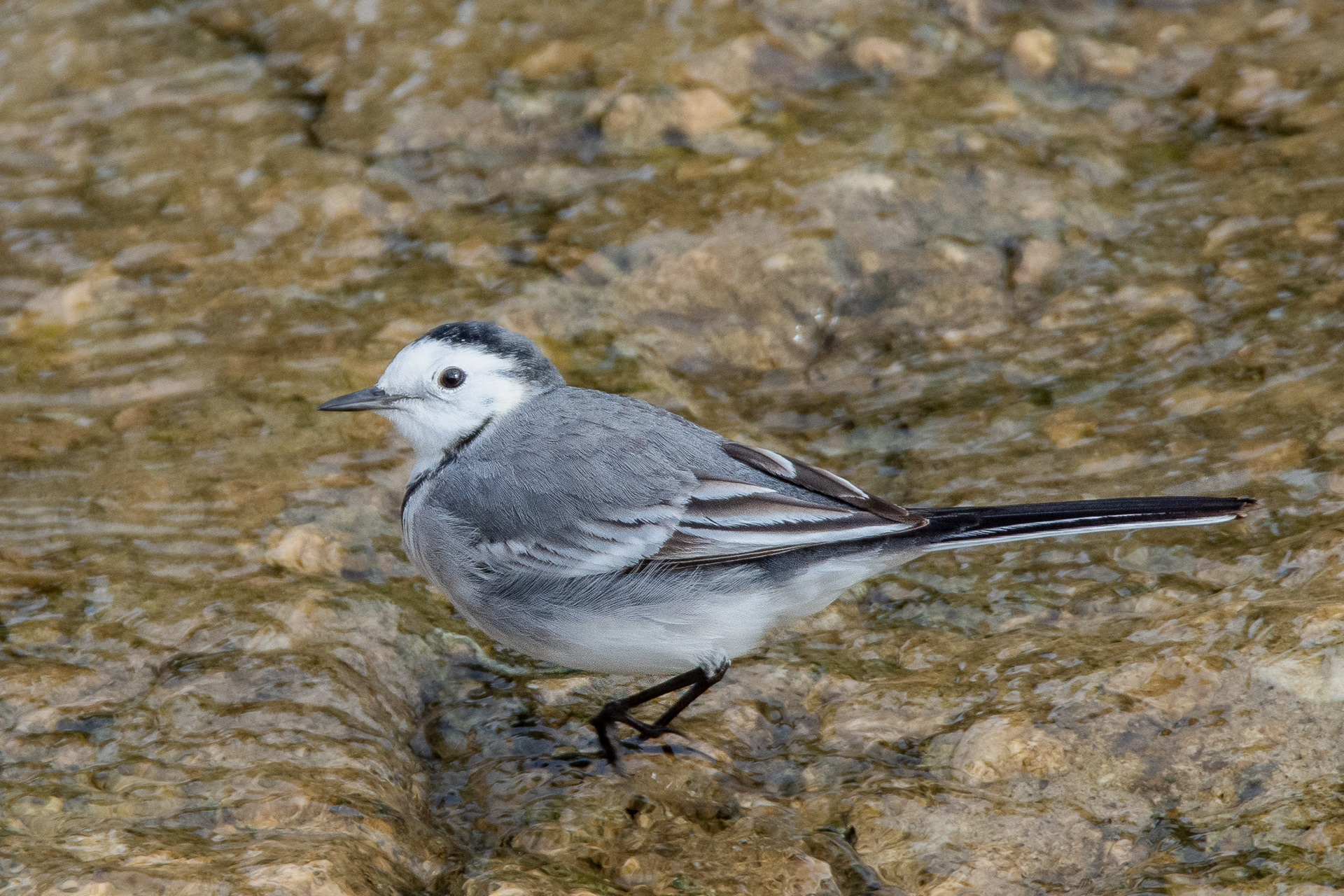 White Wagtail