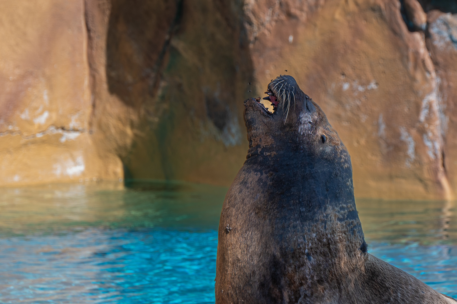 Sealion