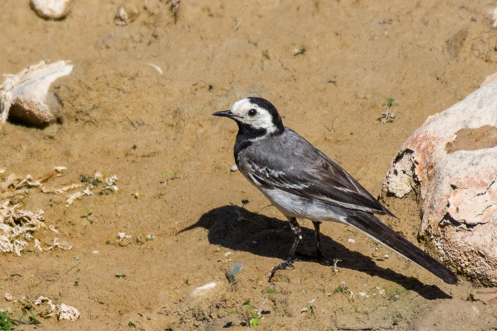 White Wagtail