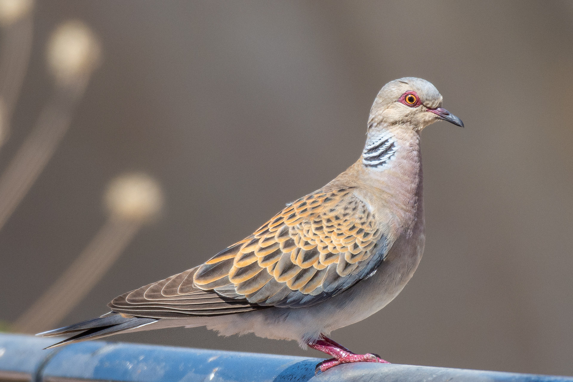 Dove, European Turtle (Streptopelia turtur)