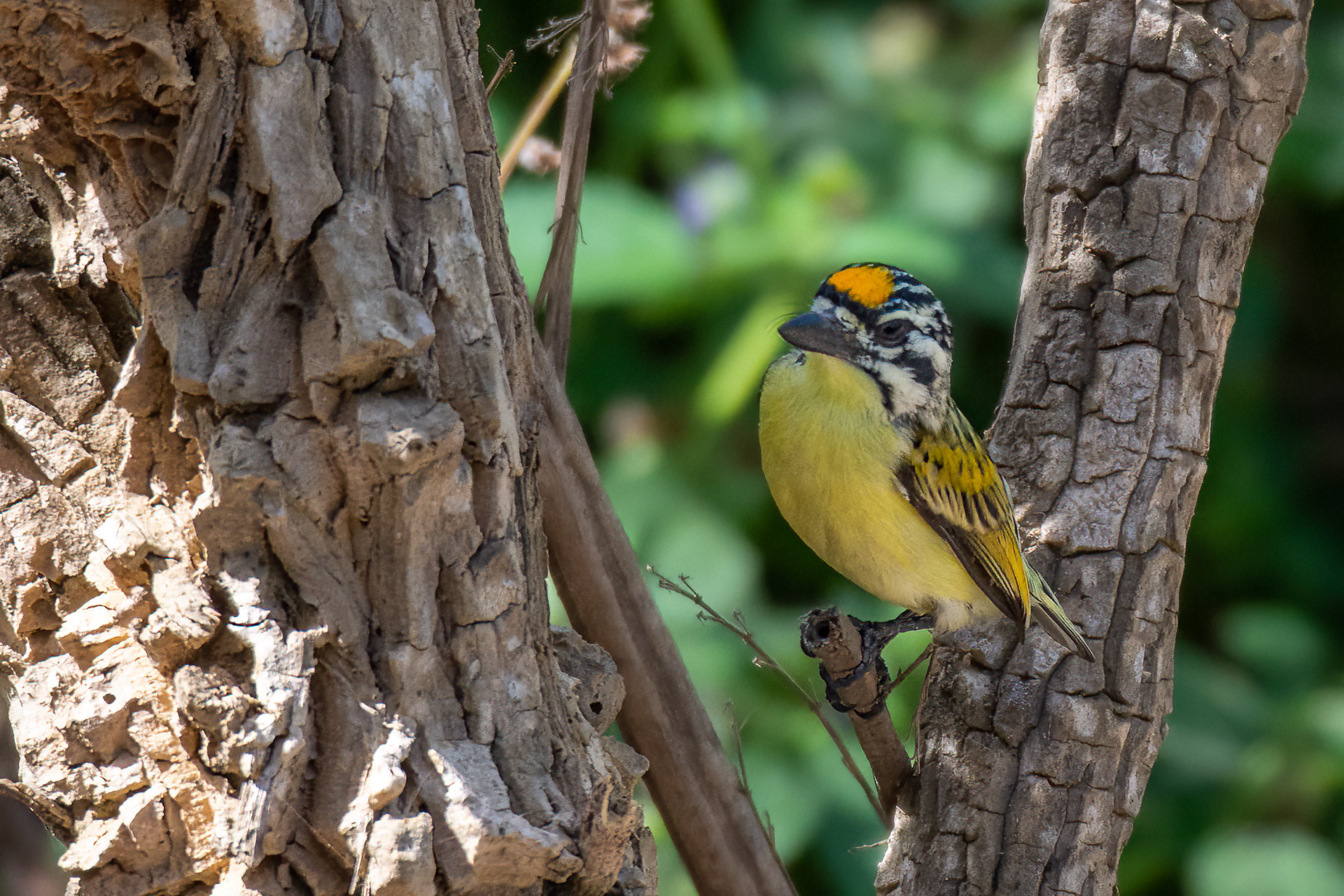 Yellow-fronted Tinkerbird