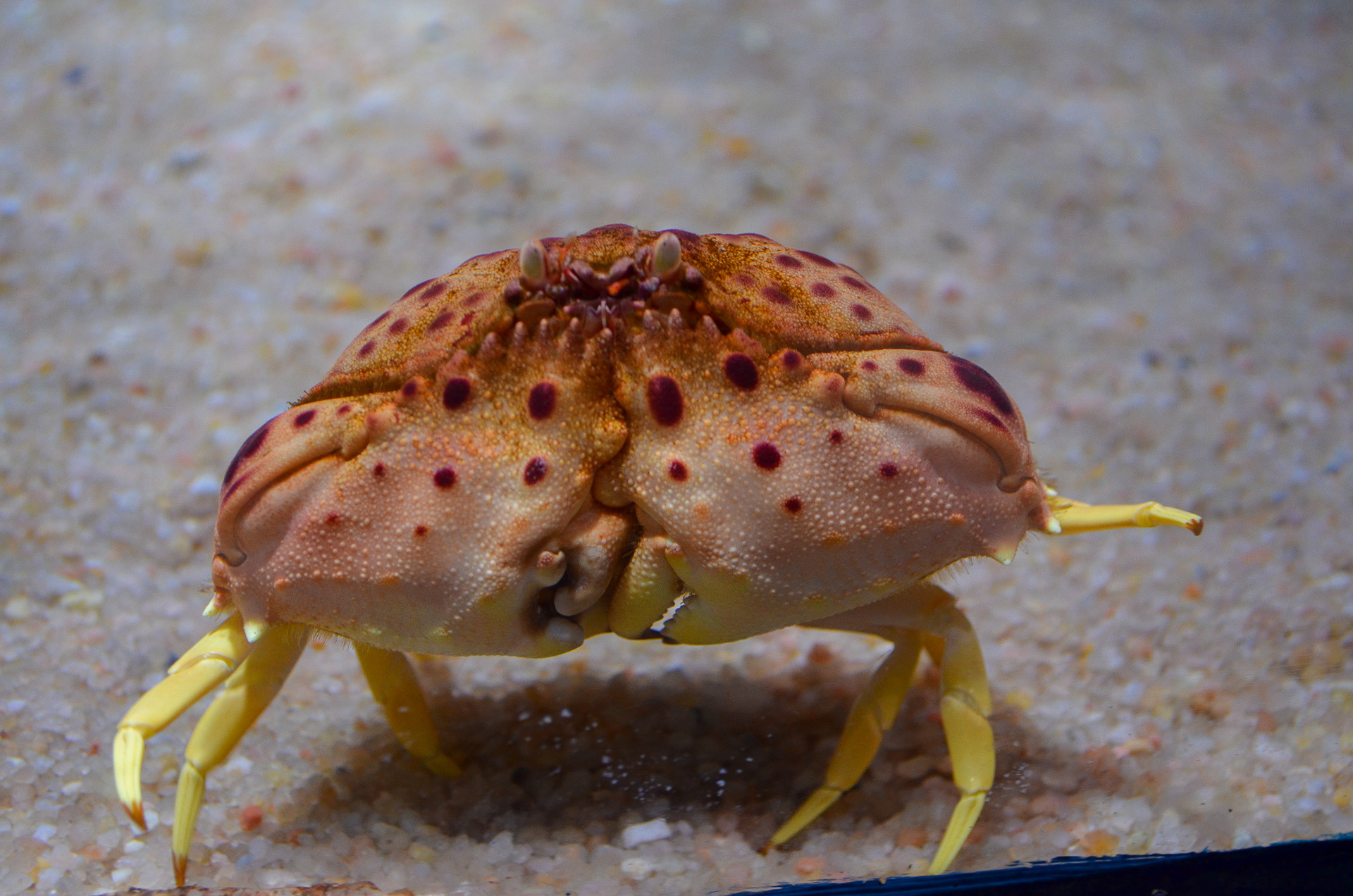 Acuario de Almuñécar