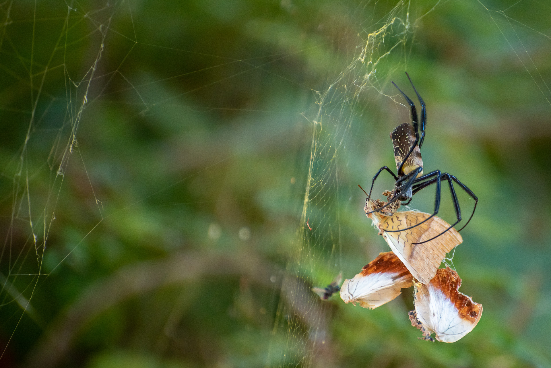 Golden Orb Spider (female)