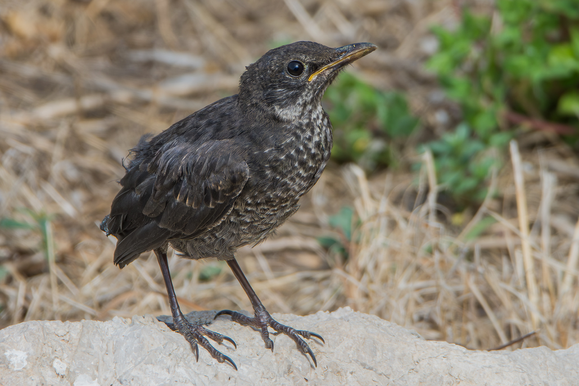 Blackbird, juvenile