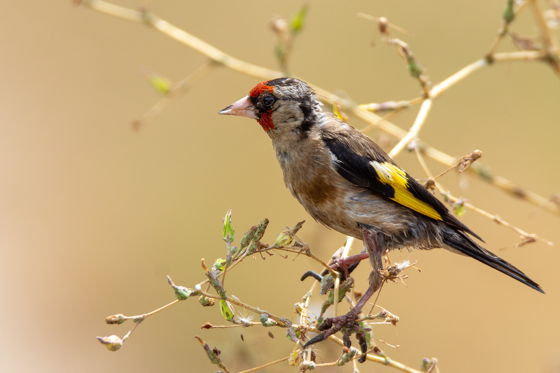Goldfinch