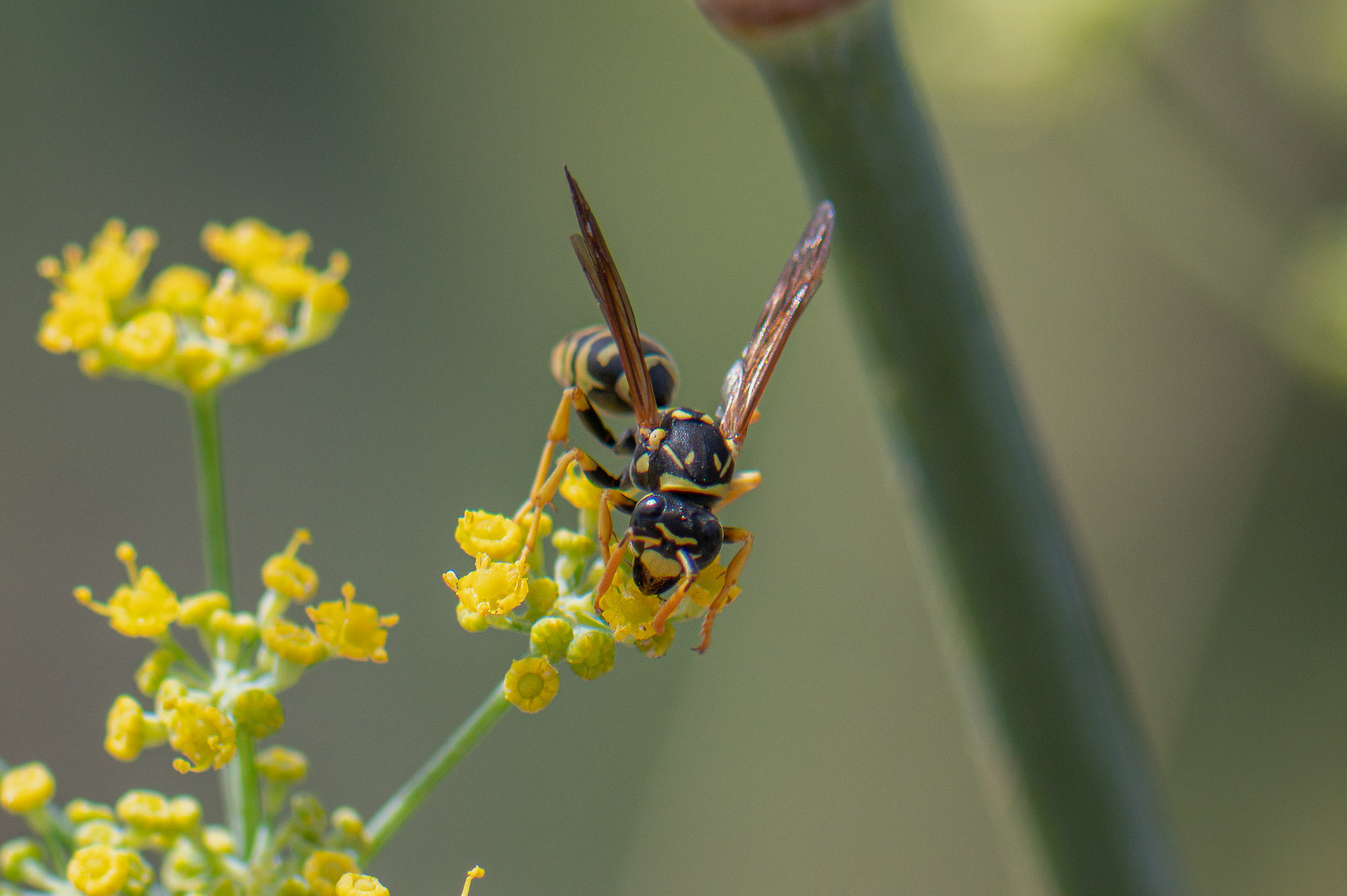 Paper Wasp
