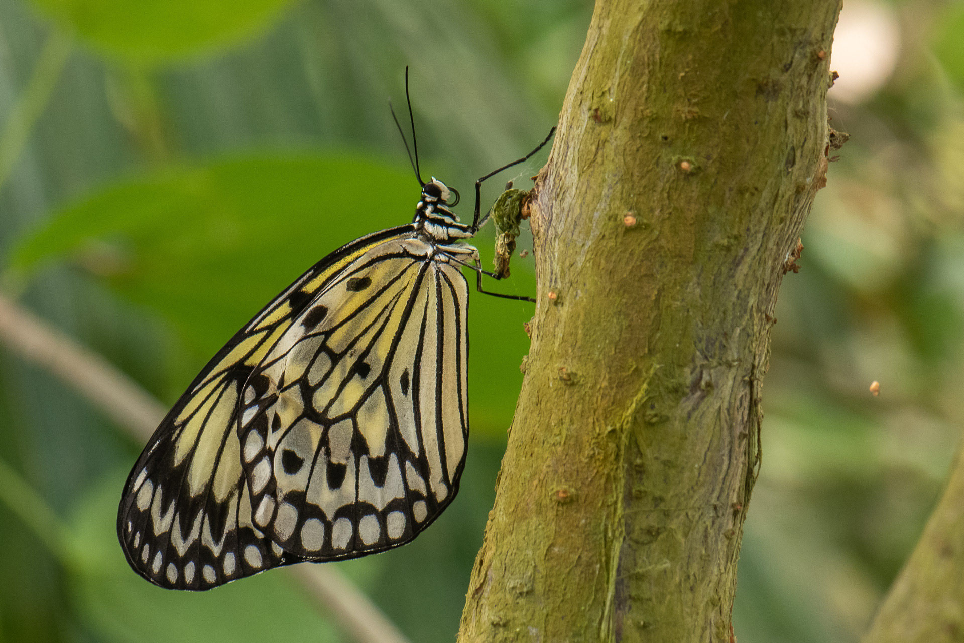Paper Kite