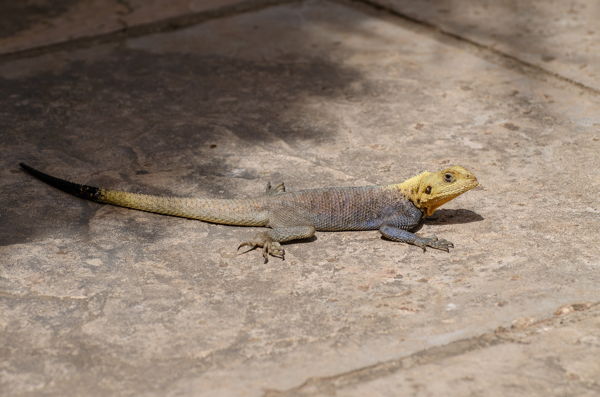 Agama