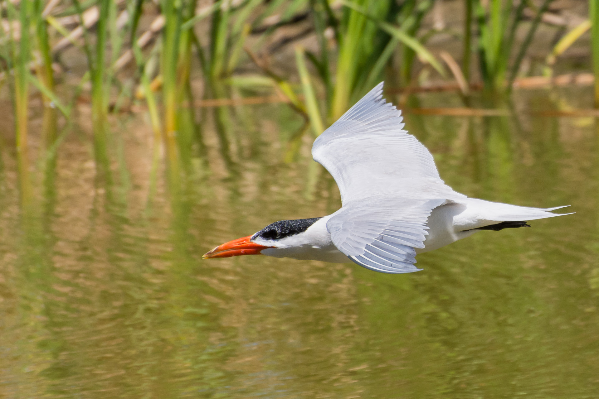 Caspian Tern