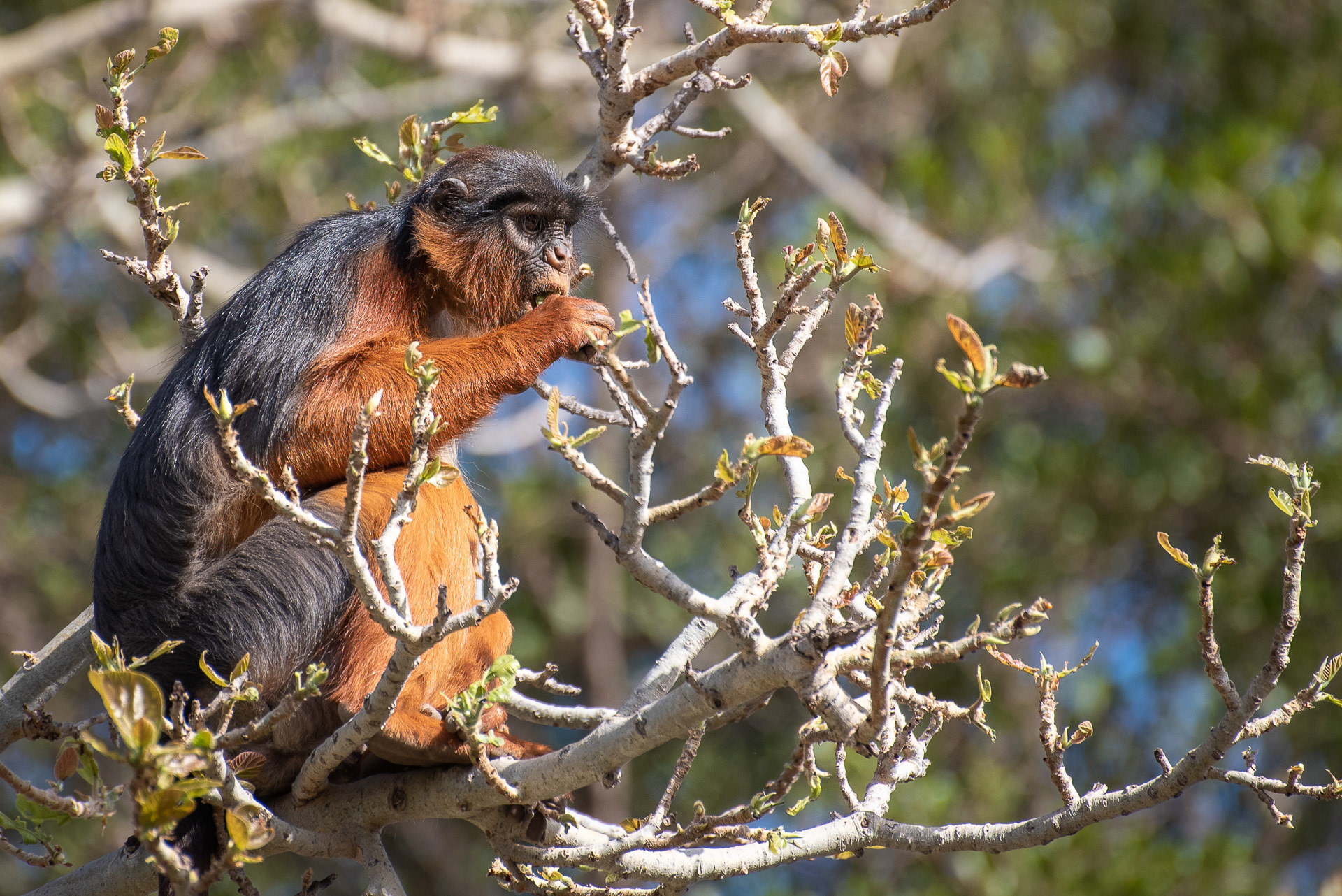 Colobus, Red (Piliocolobus badius)