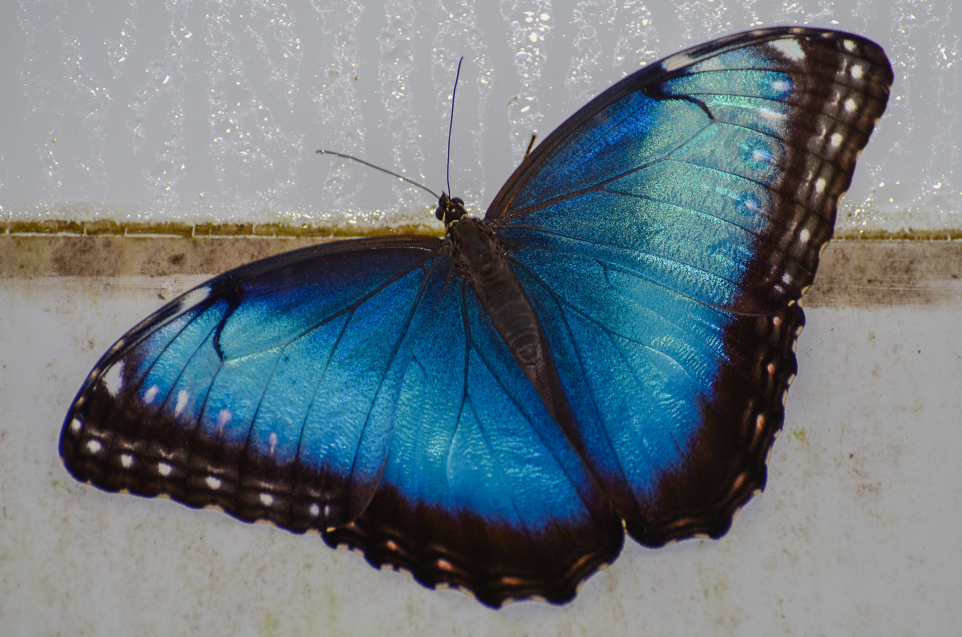 Peleides Blue Morpho