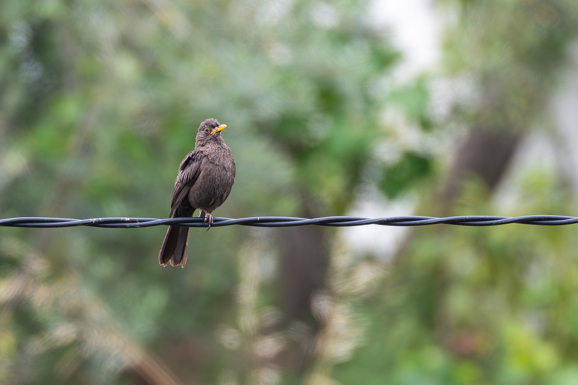 Blackbird, female