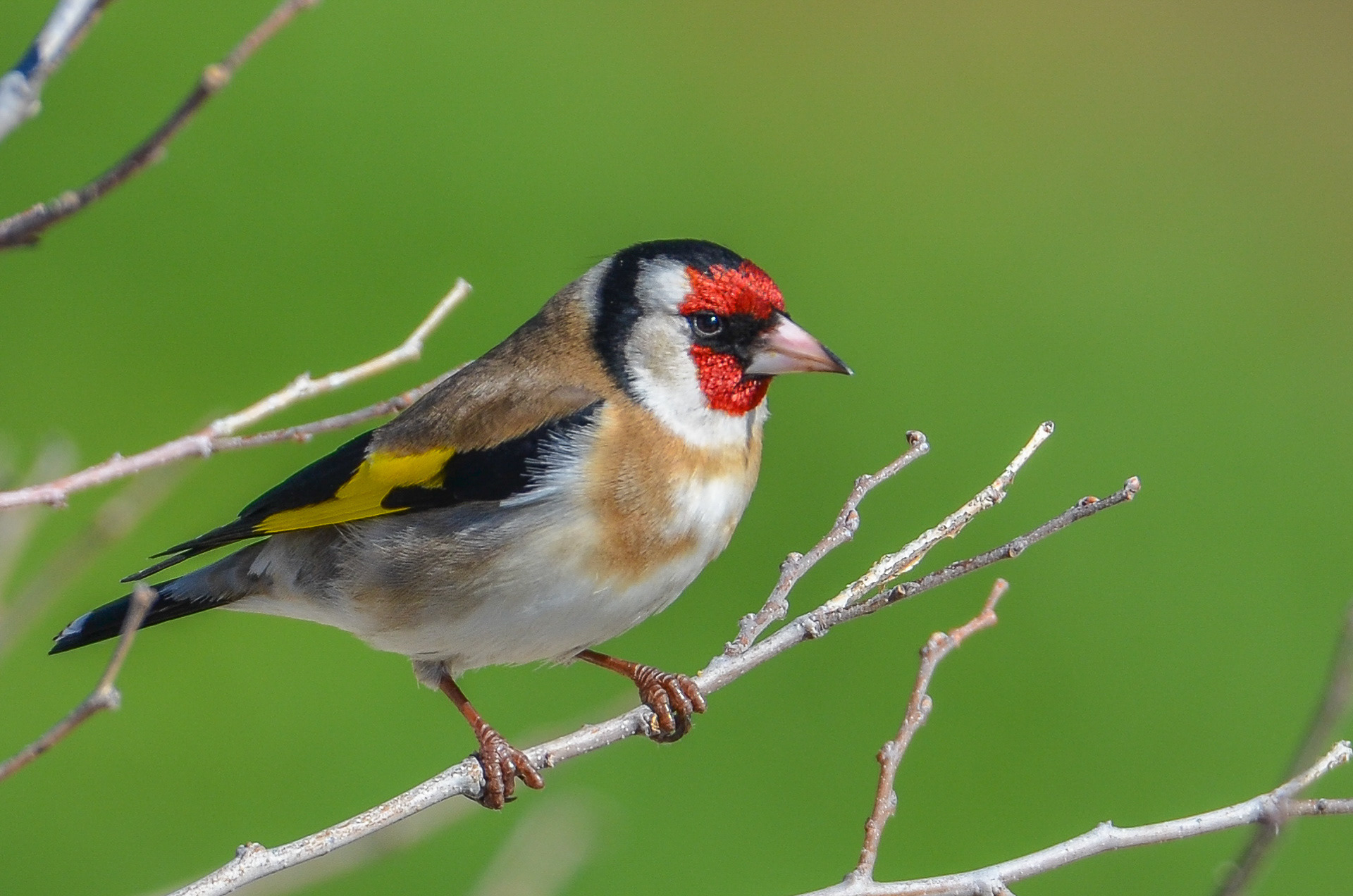 Goldfinch (Carduelis carduelis)
