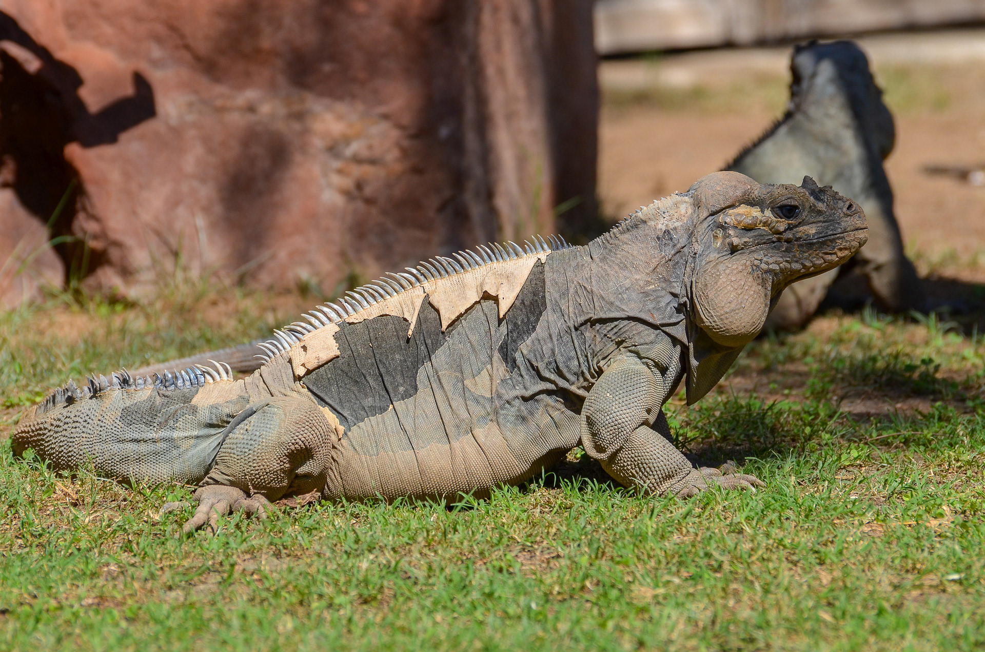 Iguana, Rhinocerus