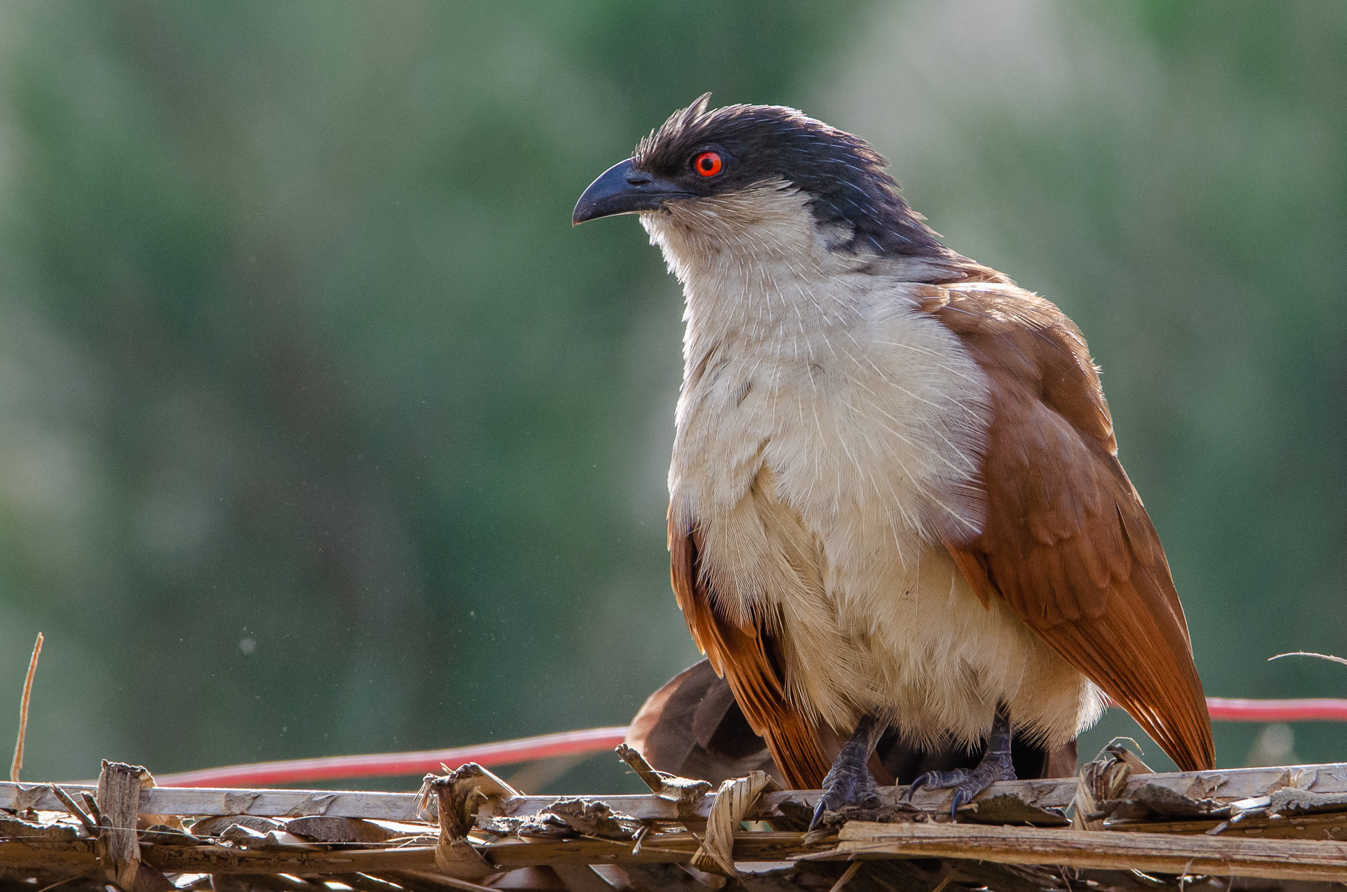 Senegal Coucal