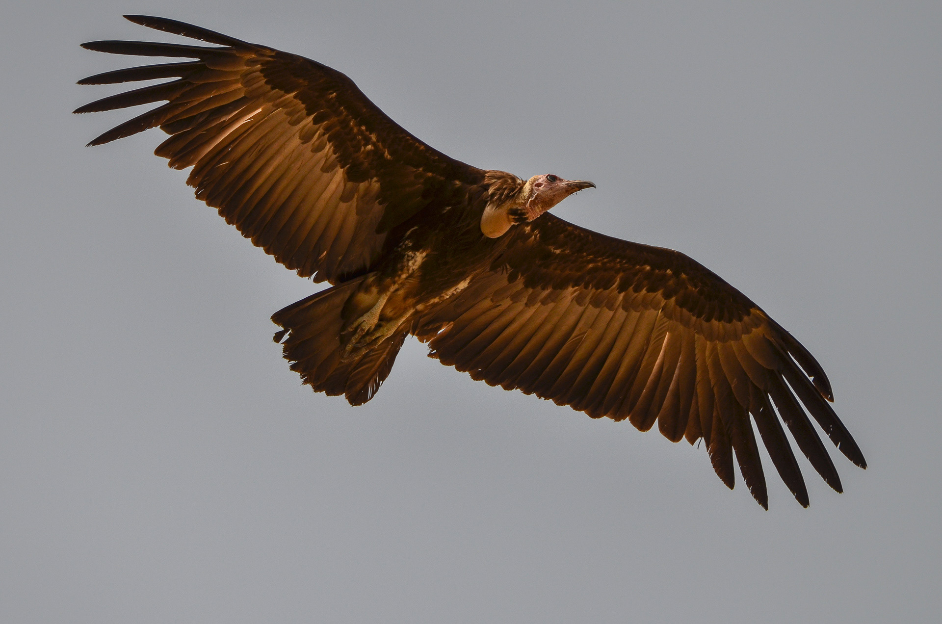 Vulture, Hooded (Necrosyrtes monachus)