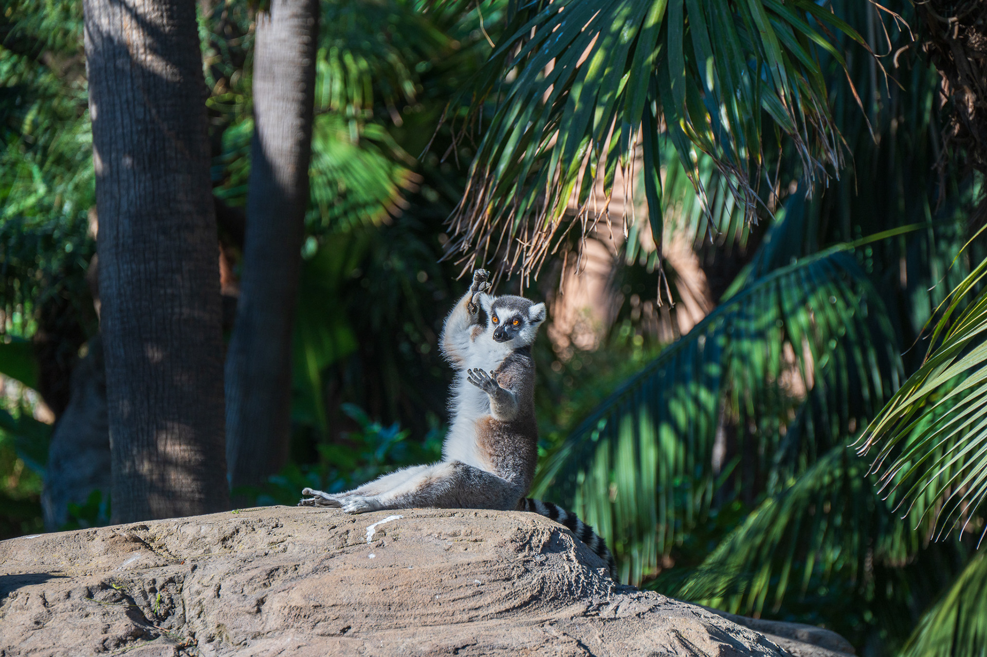 Lemur, Ring-tailed  (Lemur catta)