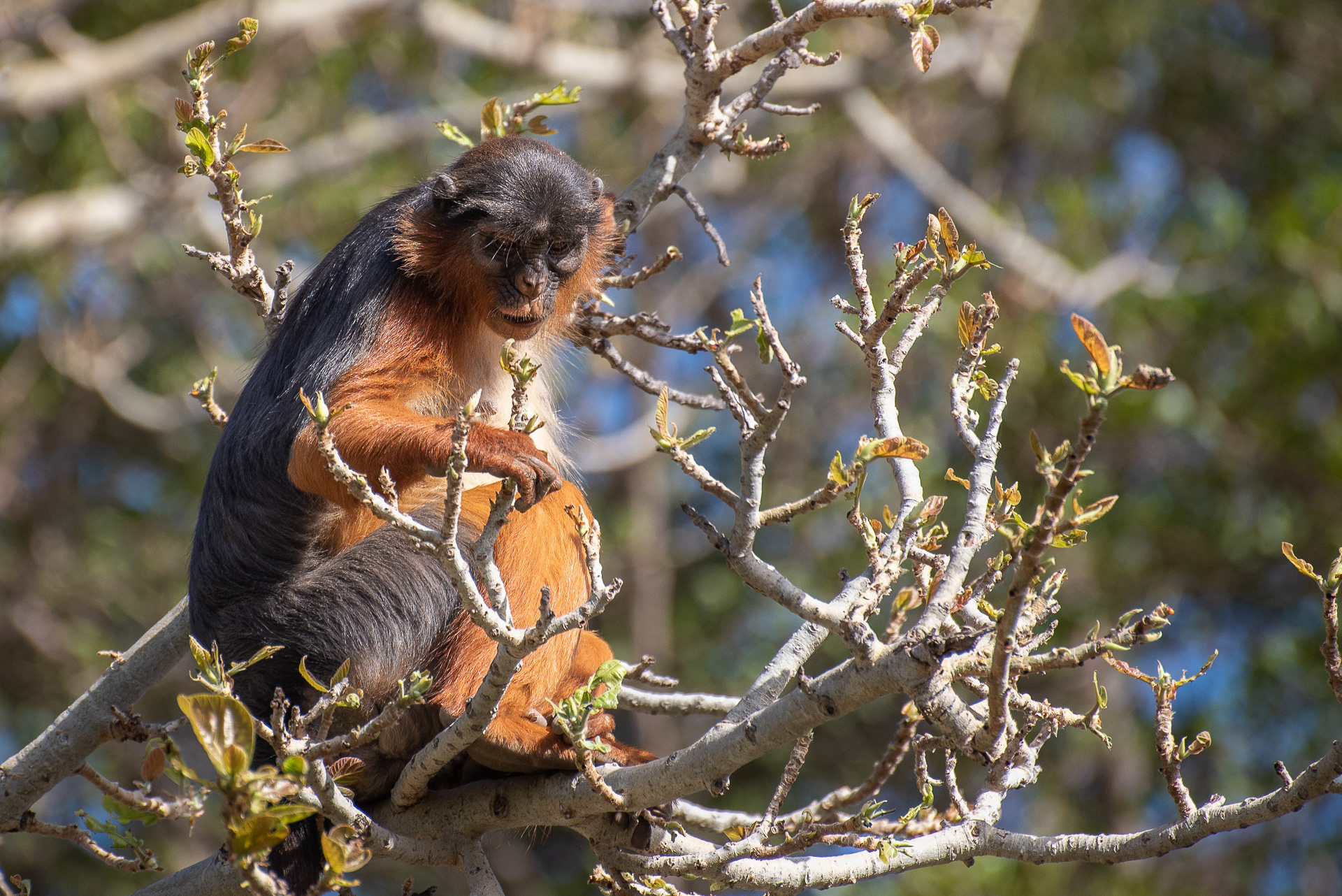 Colobus, Red (Piliocolobus badius)