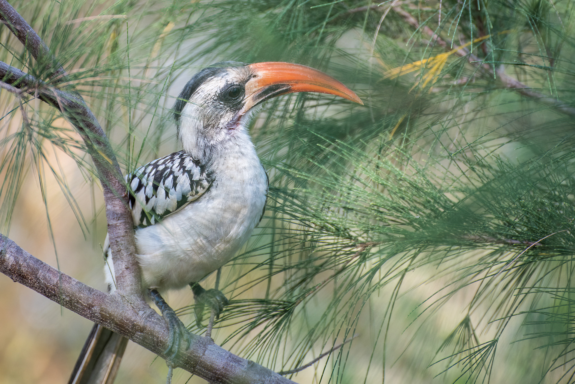 Western Red-billed Hornbill