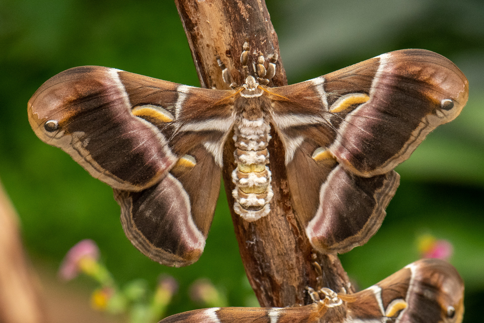 Eri Silk Moth (Samia cynthia ricini)