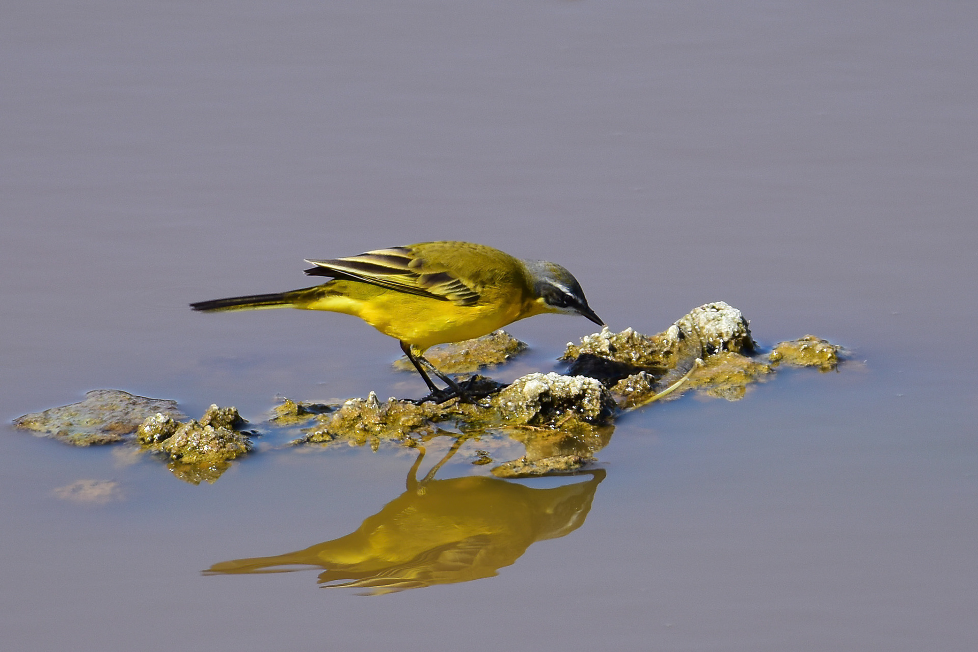 Iberian Yellow Wagtail