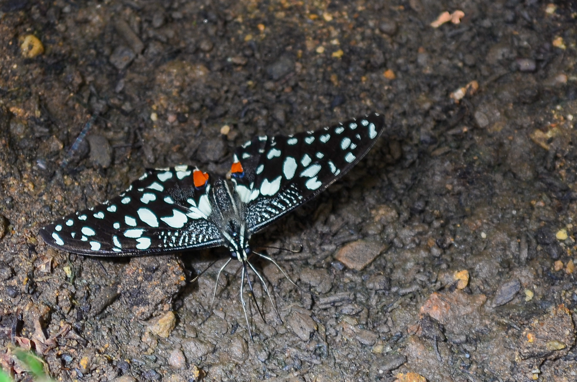 Marbled White