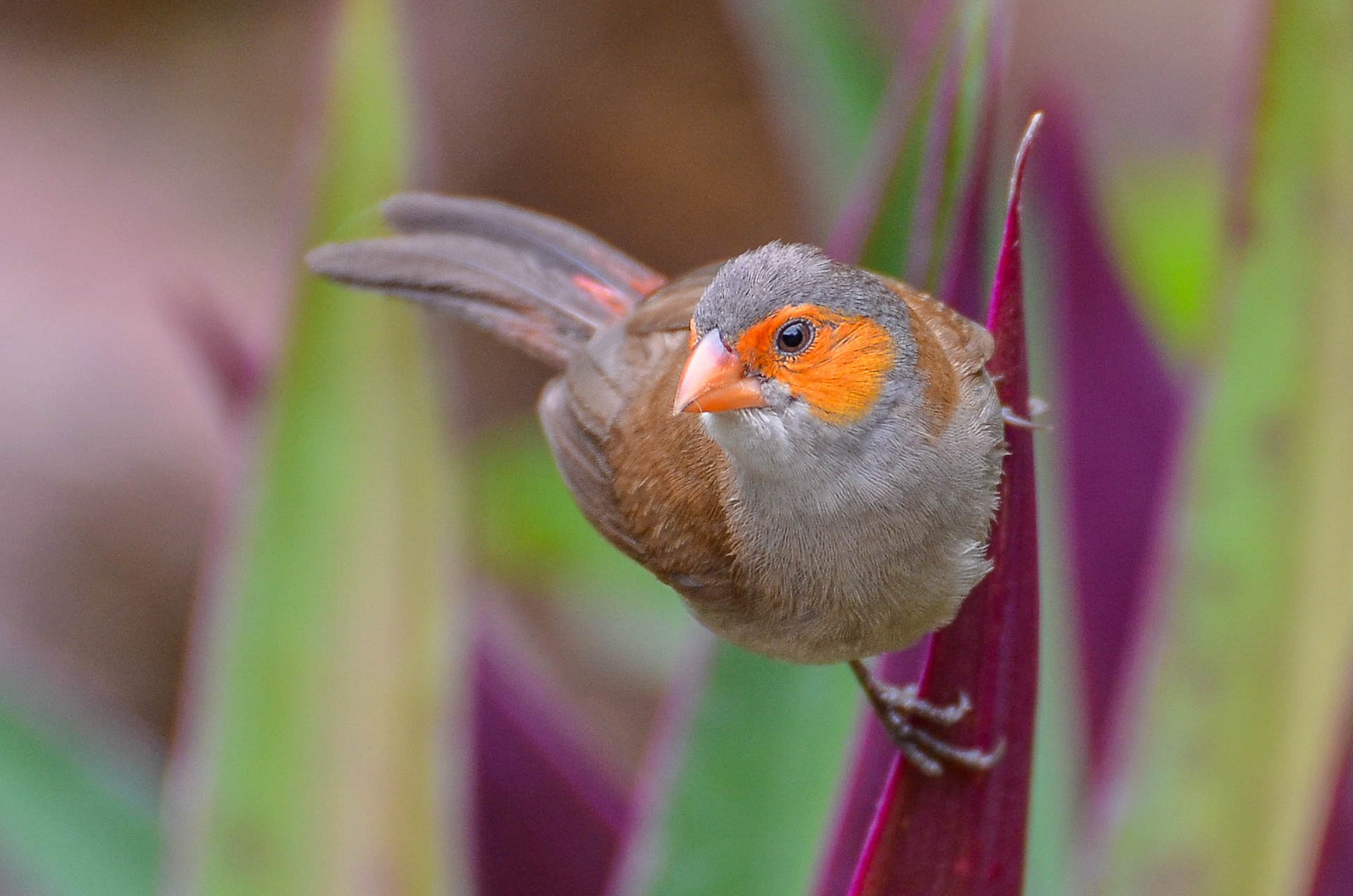 Orange-cheeked Waxbill