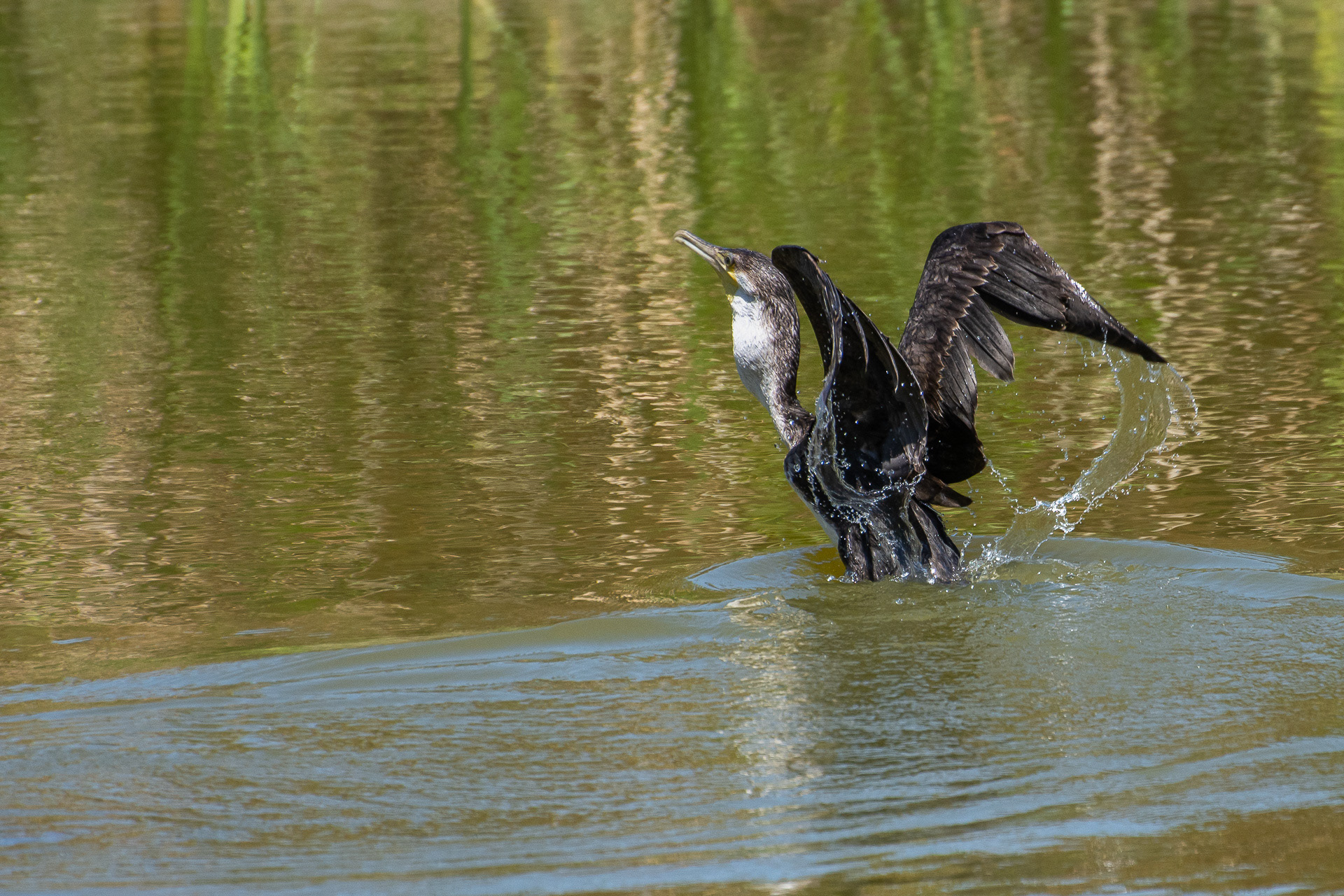 White-breasted Cormorant