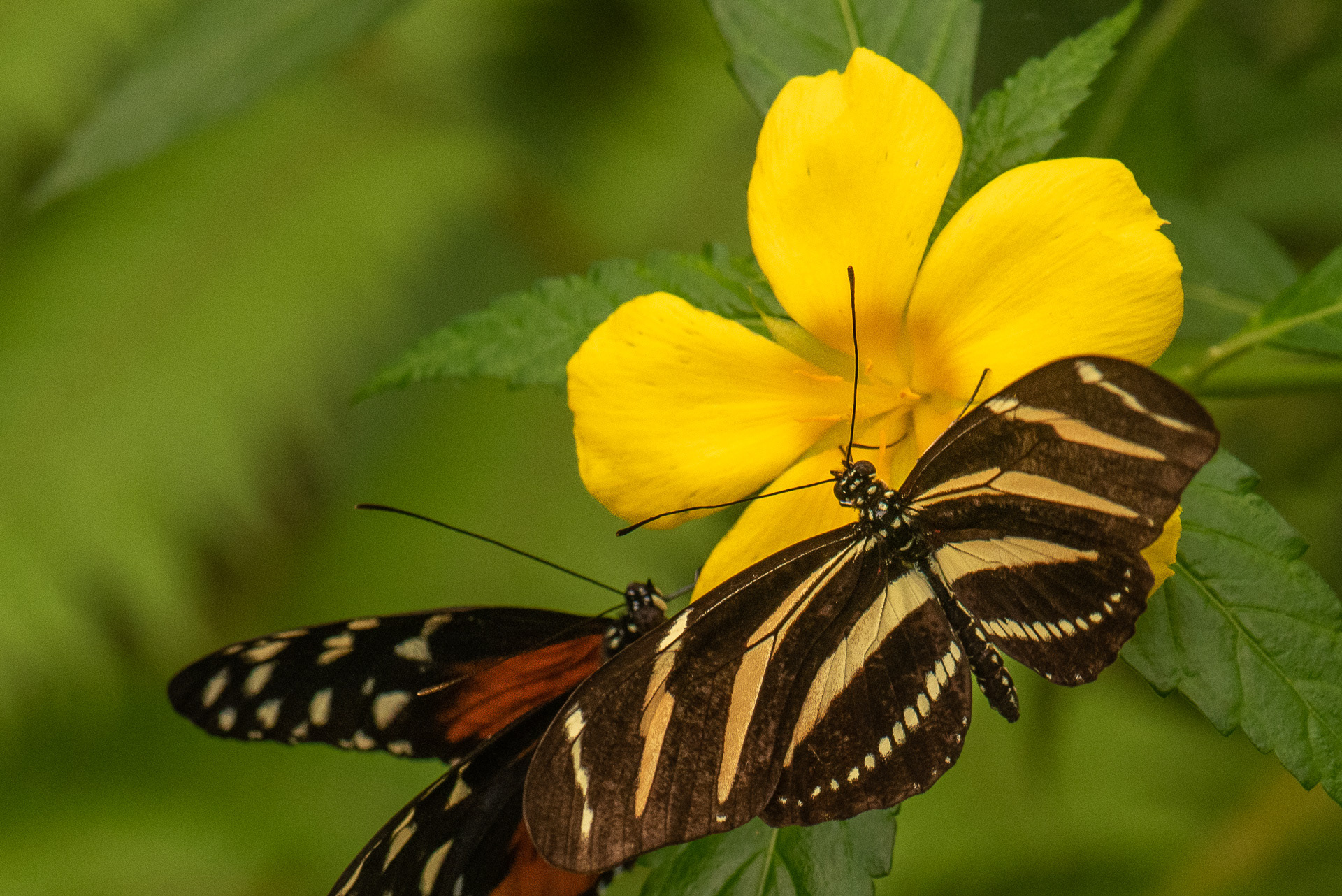 Zebra Longwing